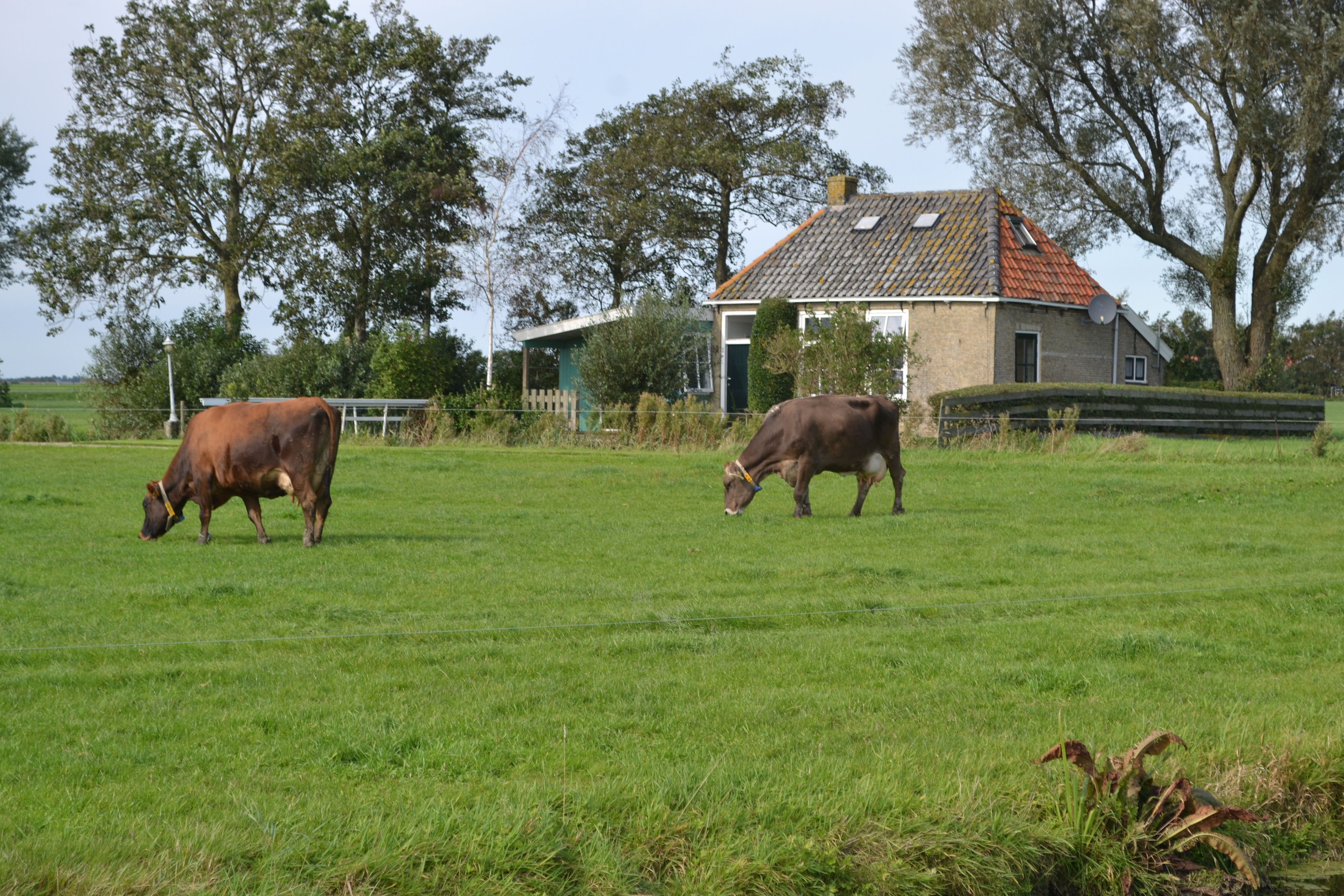 Naturhäuschen in Ferwoude