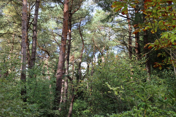 Natuurhuisje in Stegeren