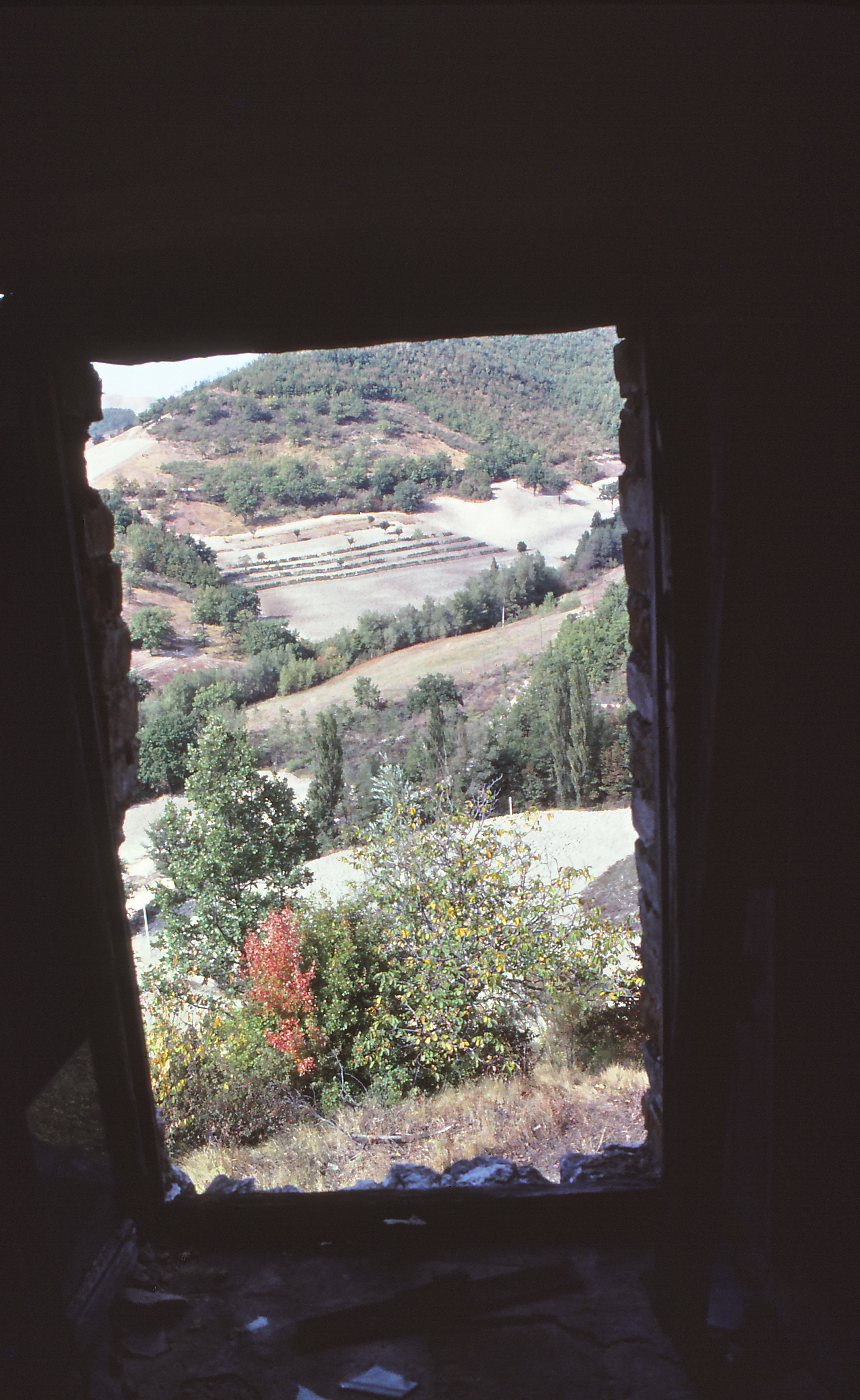 - image: 41
