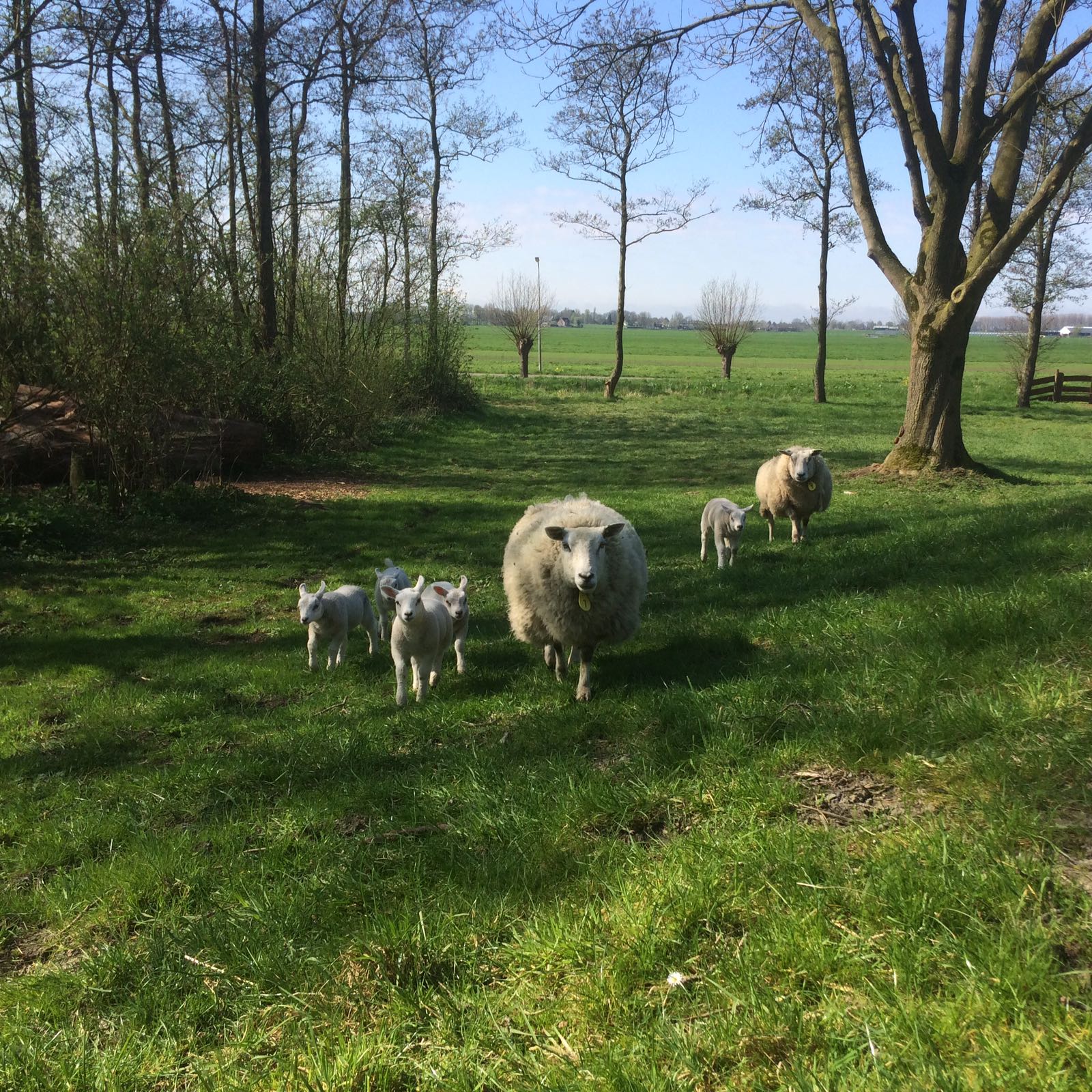Natuurhuisje in Zoeterwoude