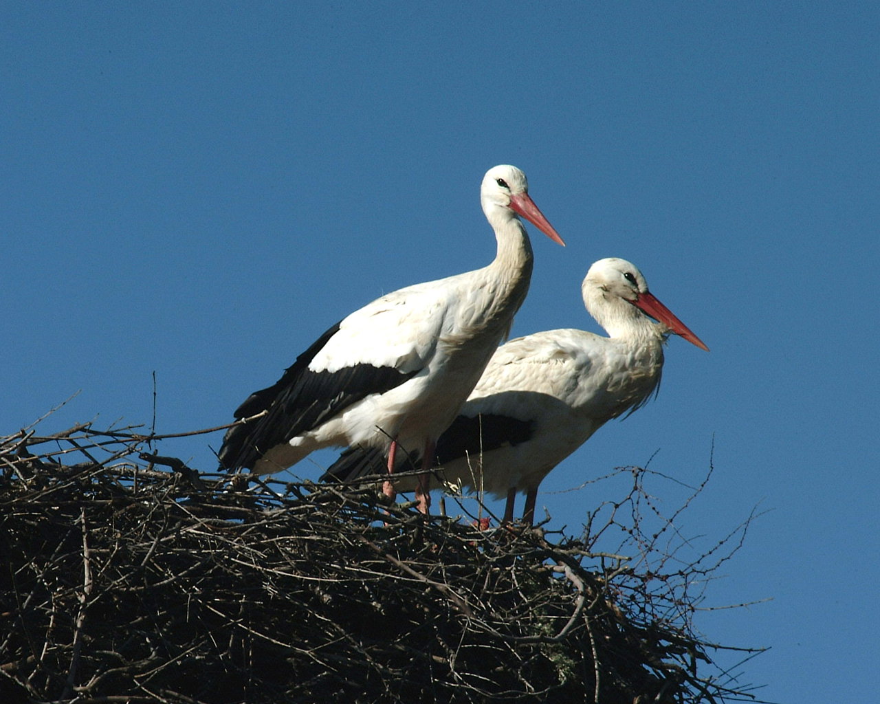 Natuurhuisje in Alájar