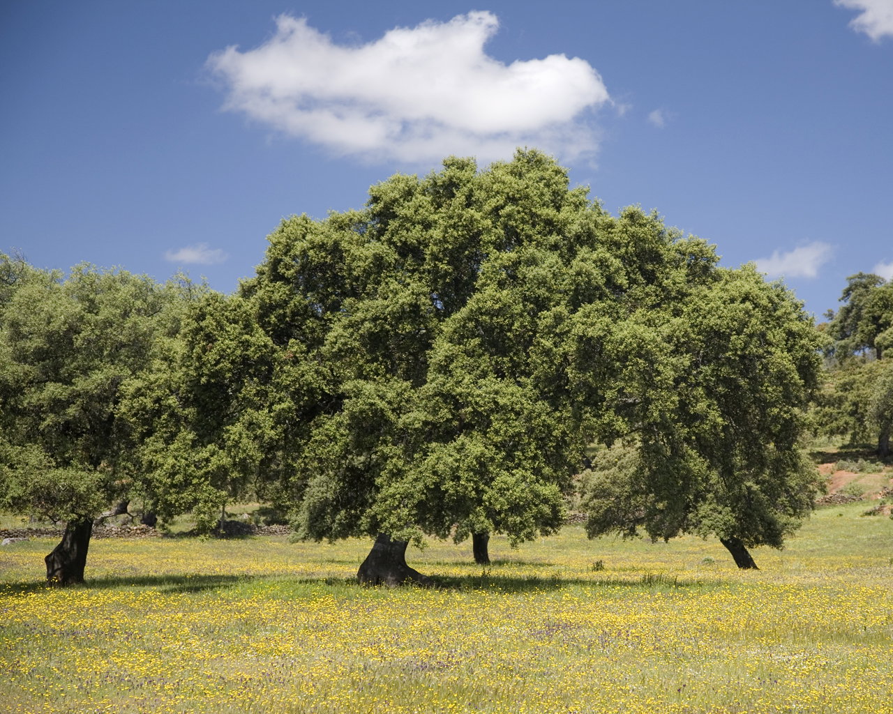 Natuurhuisje in Alájar