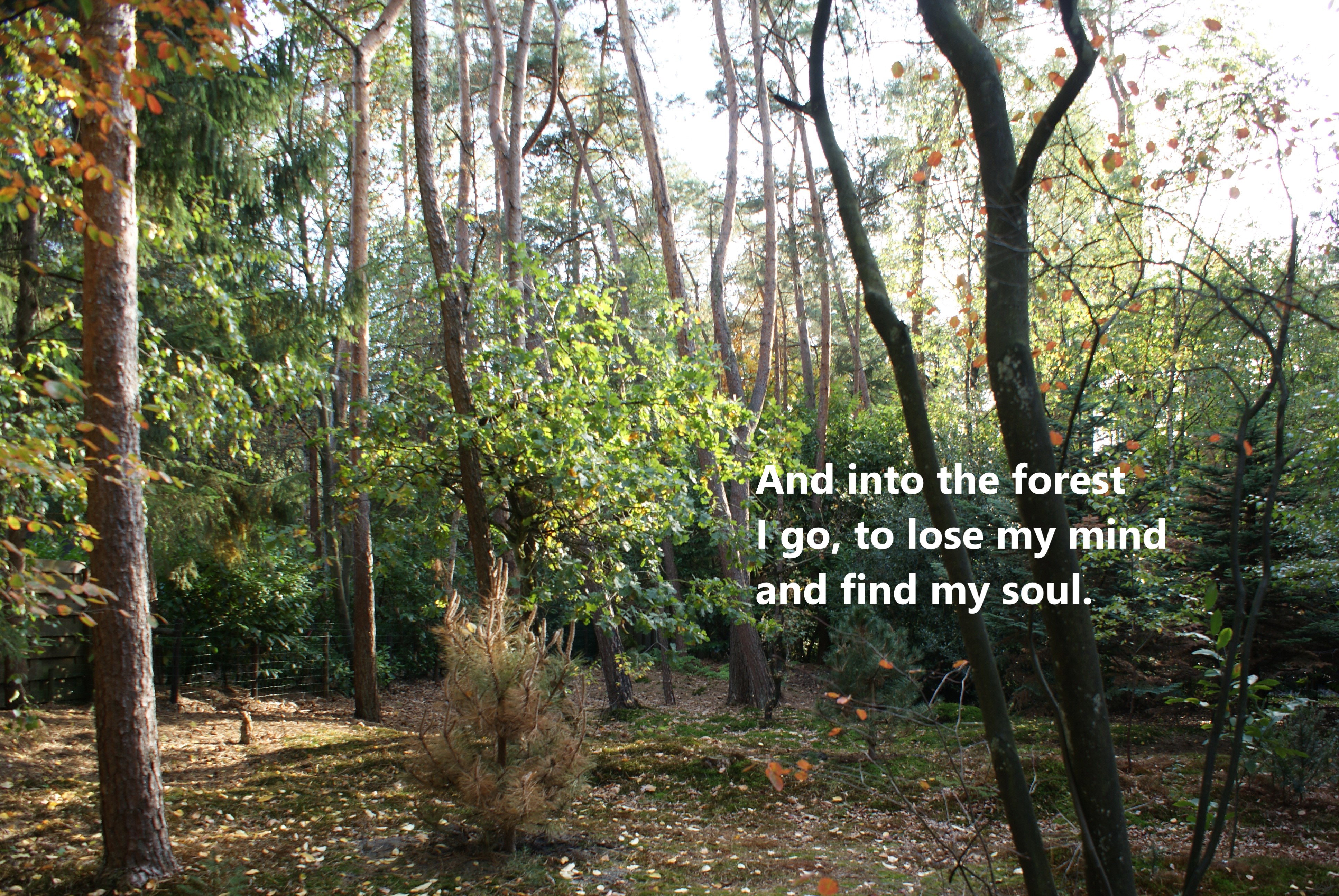 - image: 13