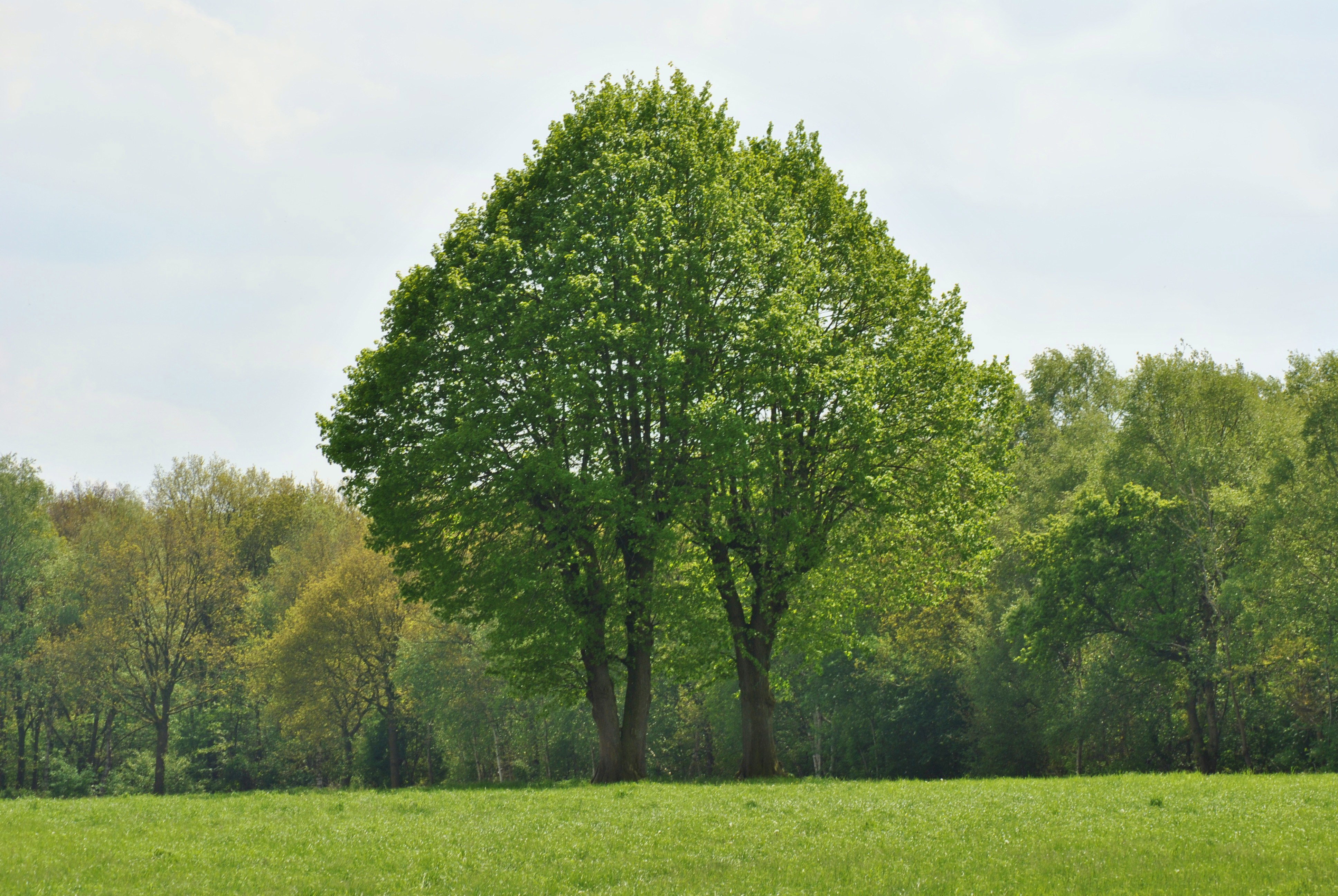 Casa nella natura a Ruinen