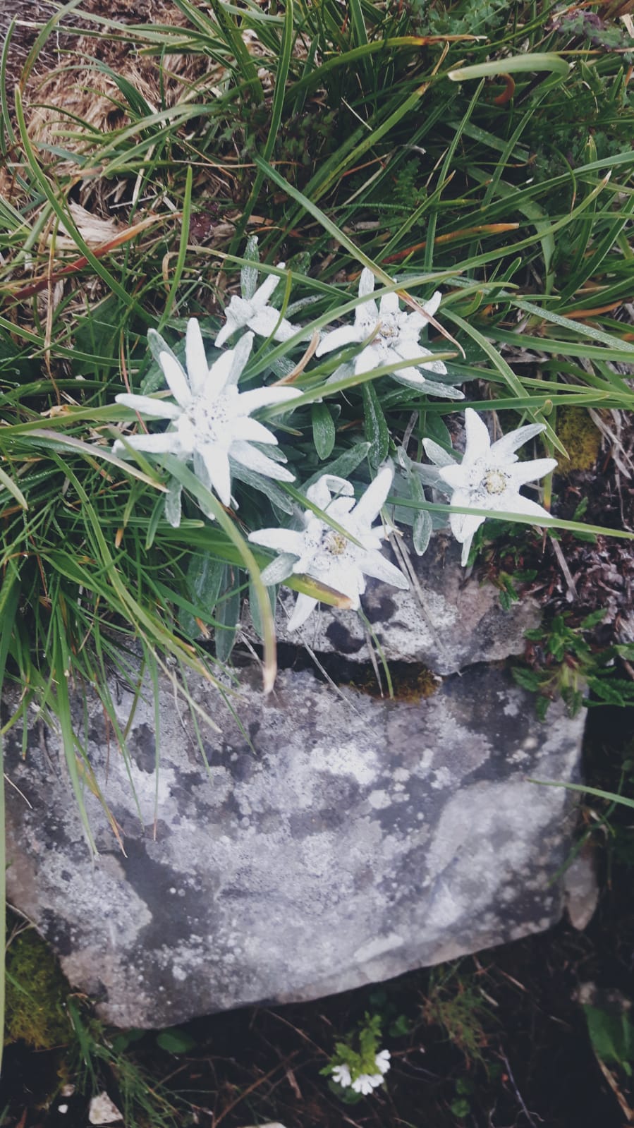 - image: 26