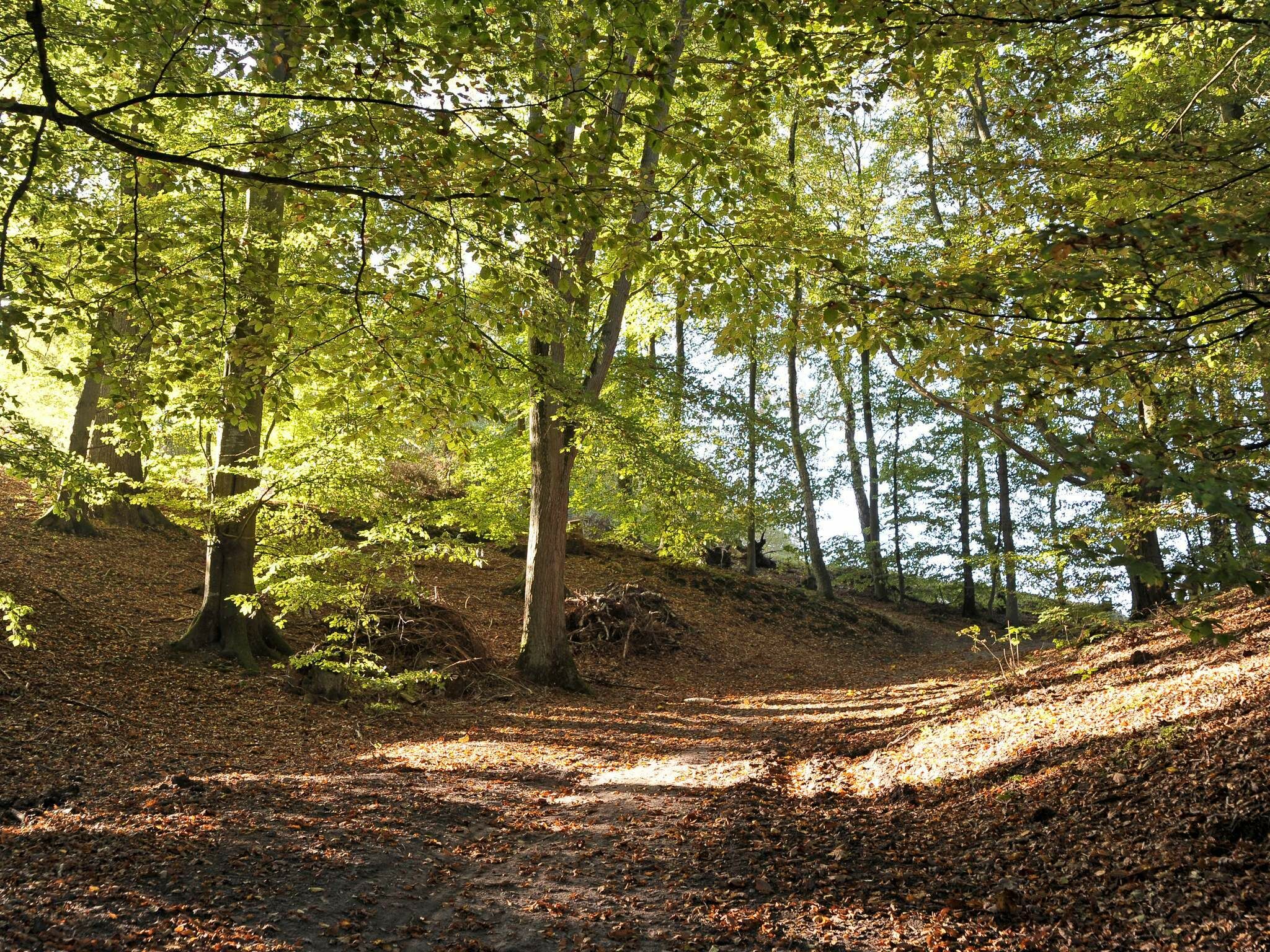 - image: 10