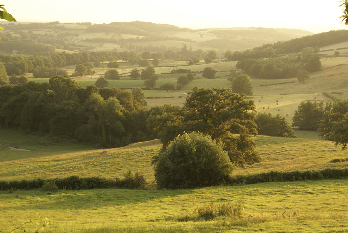 - image: 31