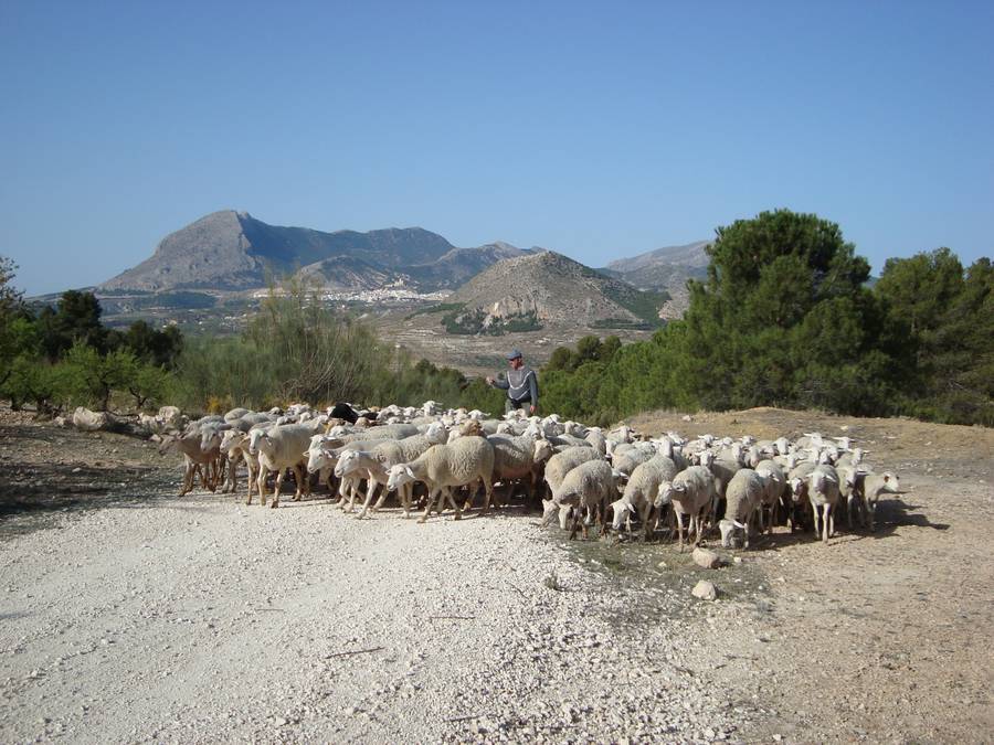 - image: 25