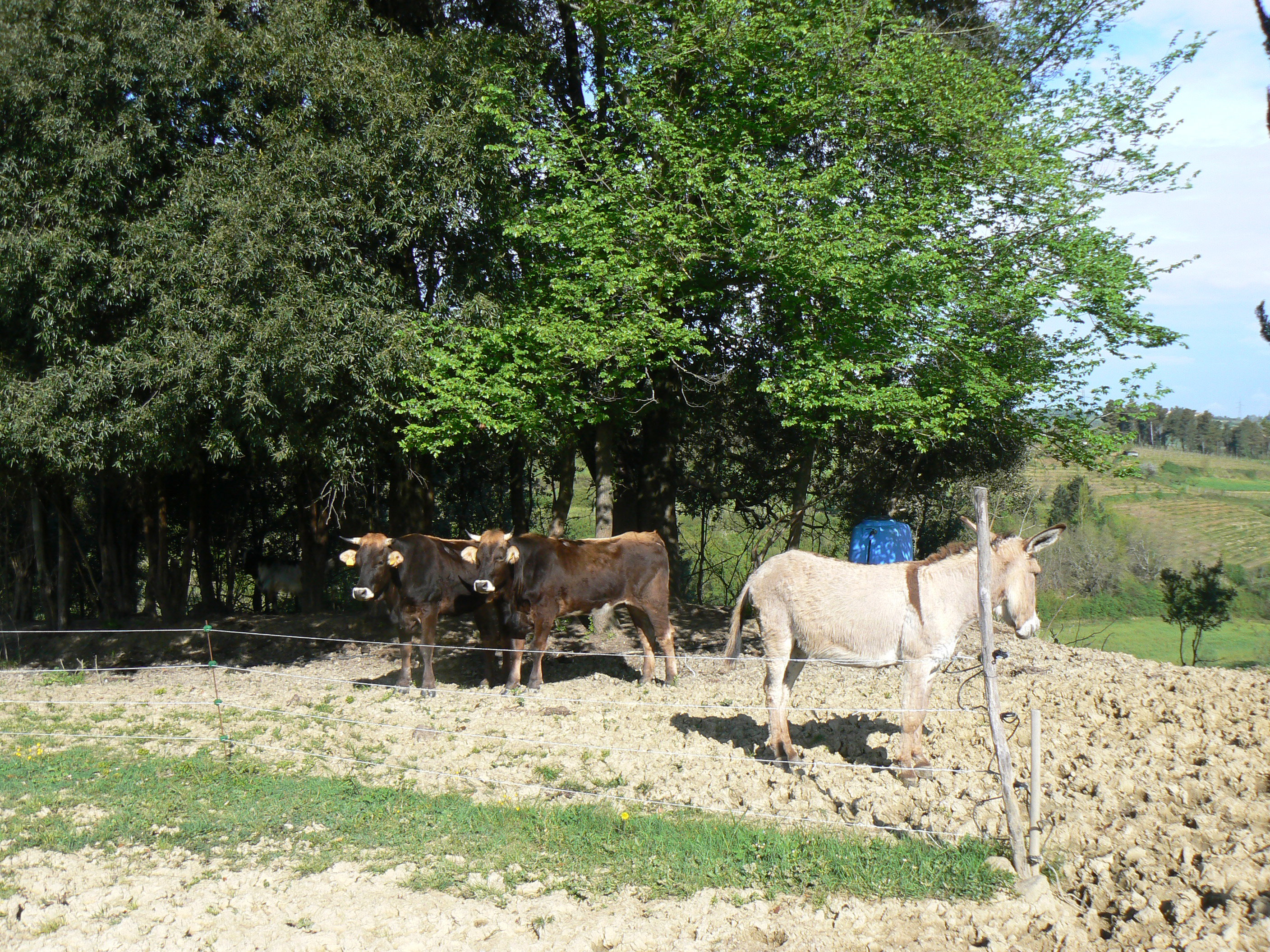 Casa nella natura a TERRICCIOLA (pisa)