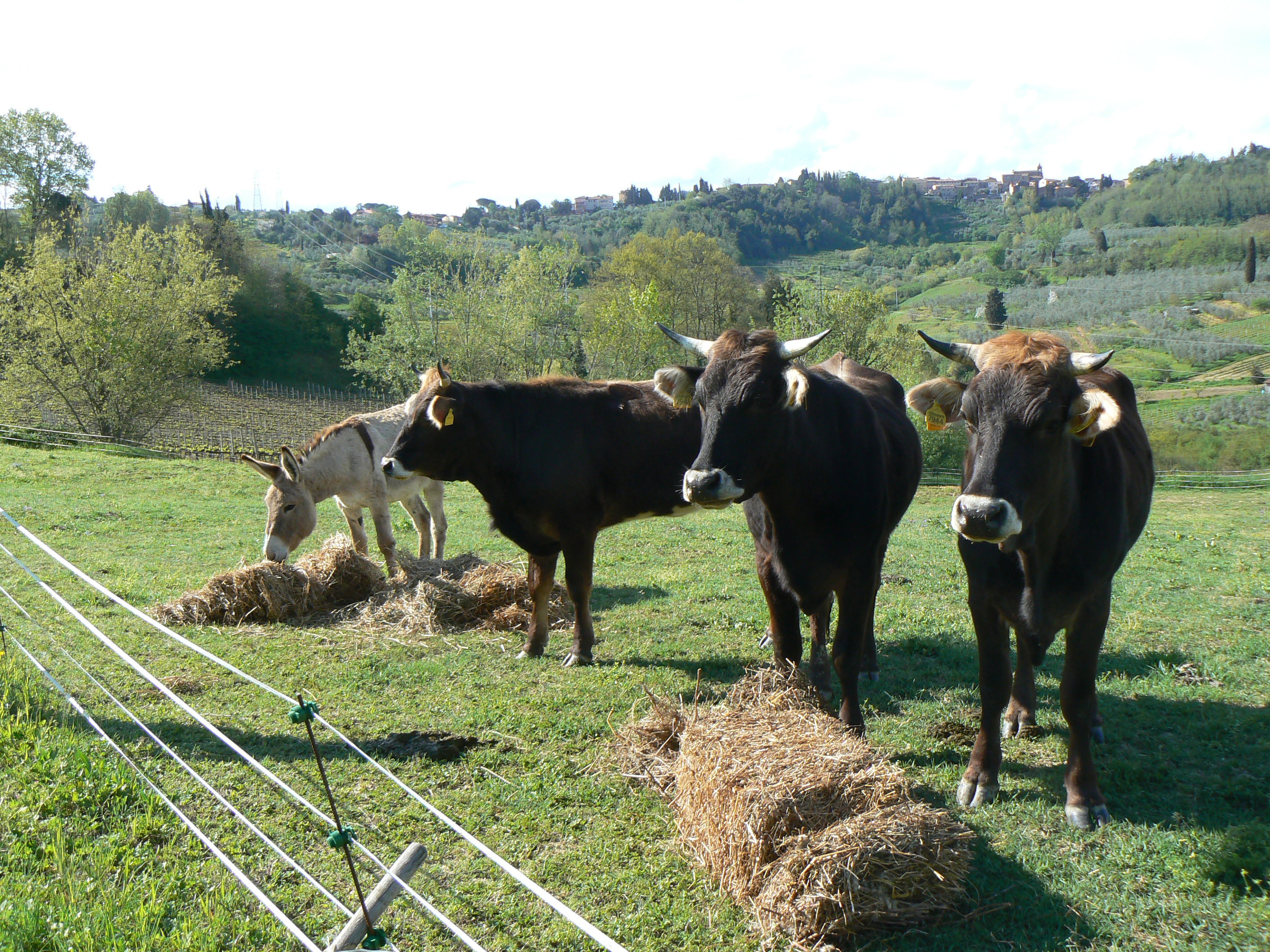 Casa nella natura a TERRICCIOLA (pisa)