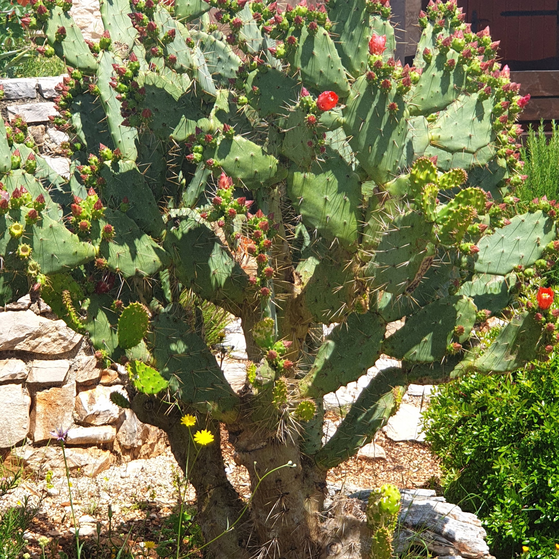 Maison nature à STARI GRAD on Hvar island