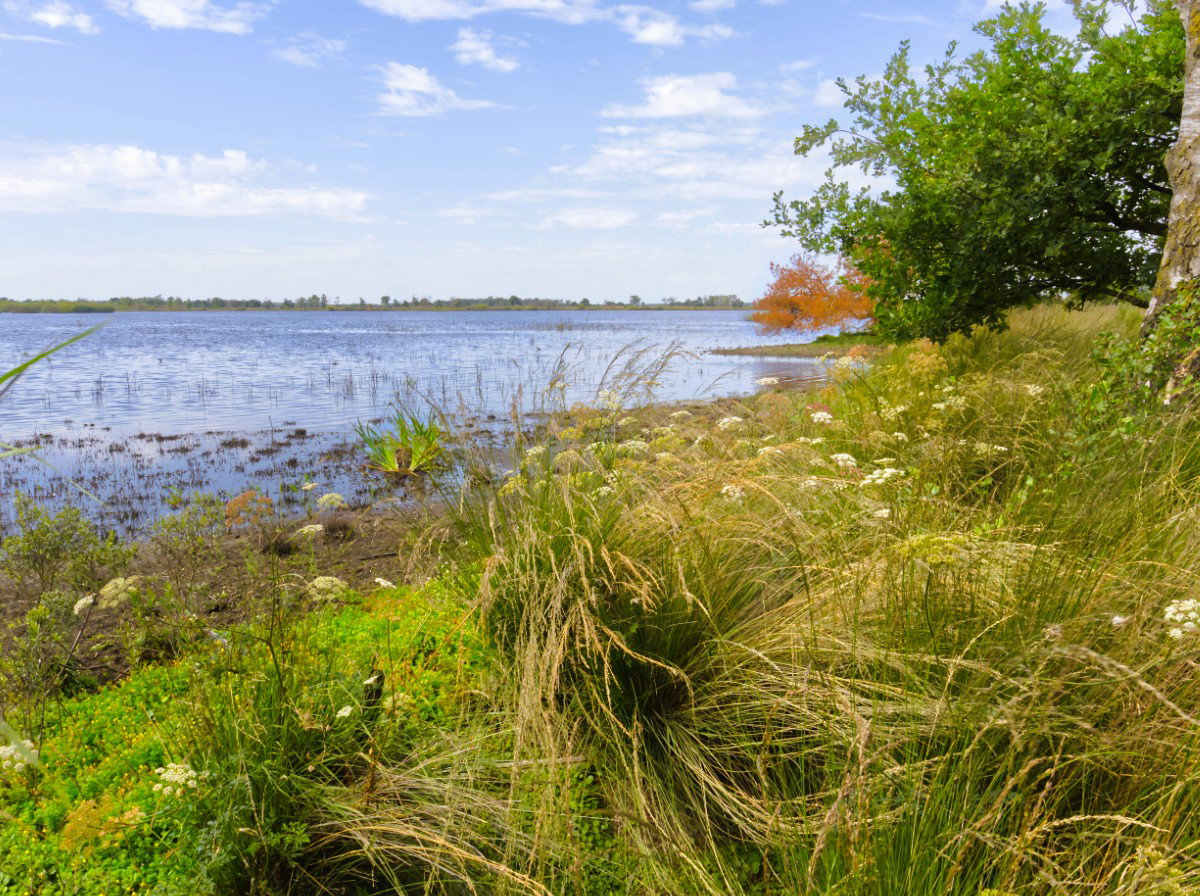 - image: 85