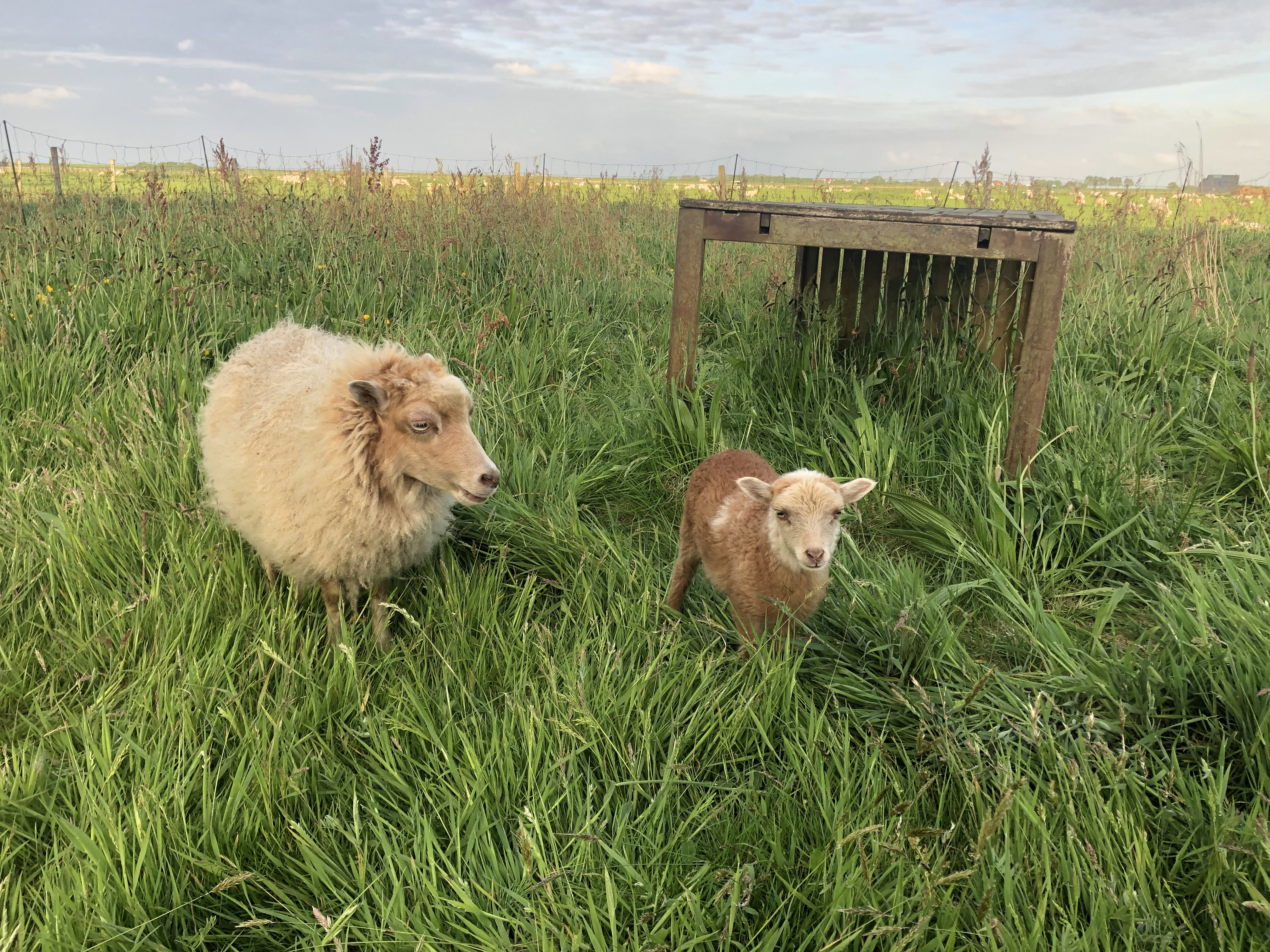 Natuurhuisje in Oosterend