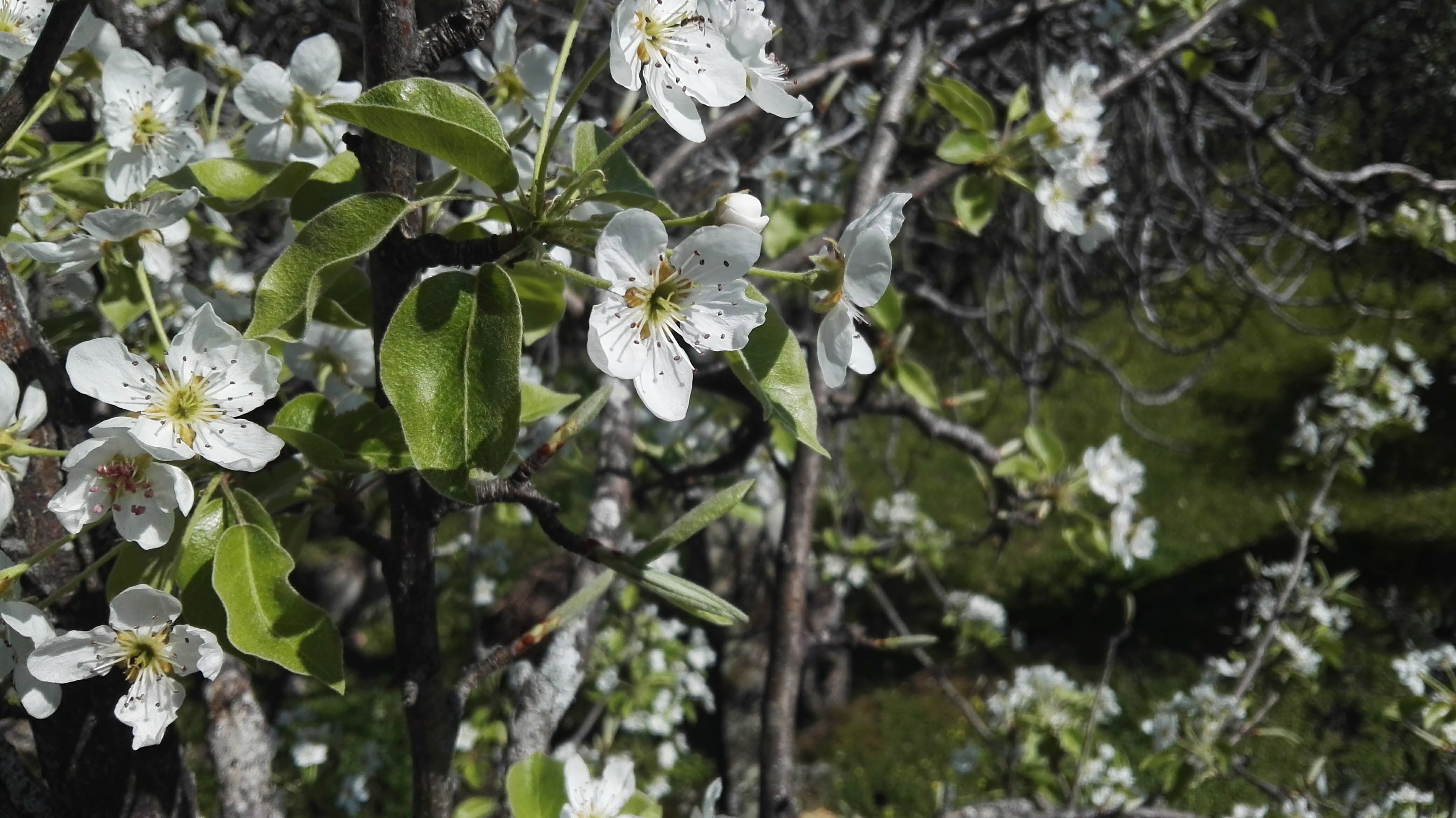 Natuurhuisje in Santo António das Areias / Marvão