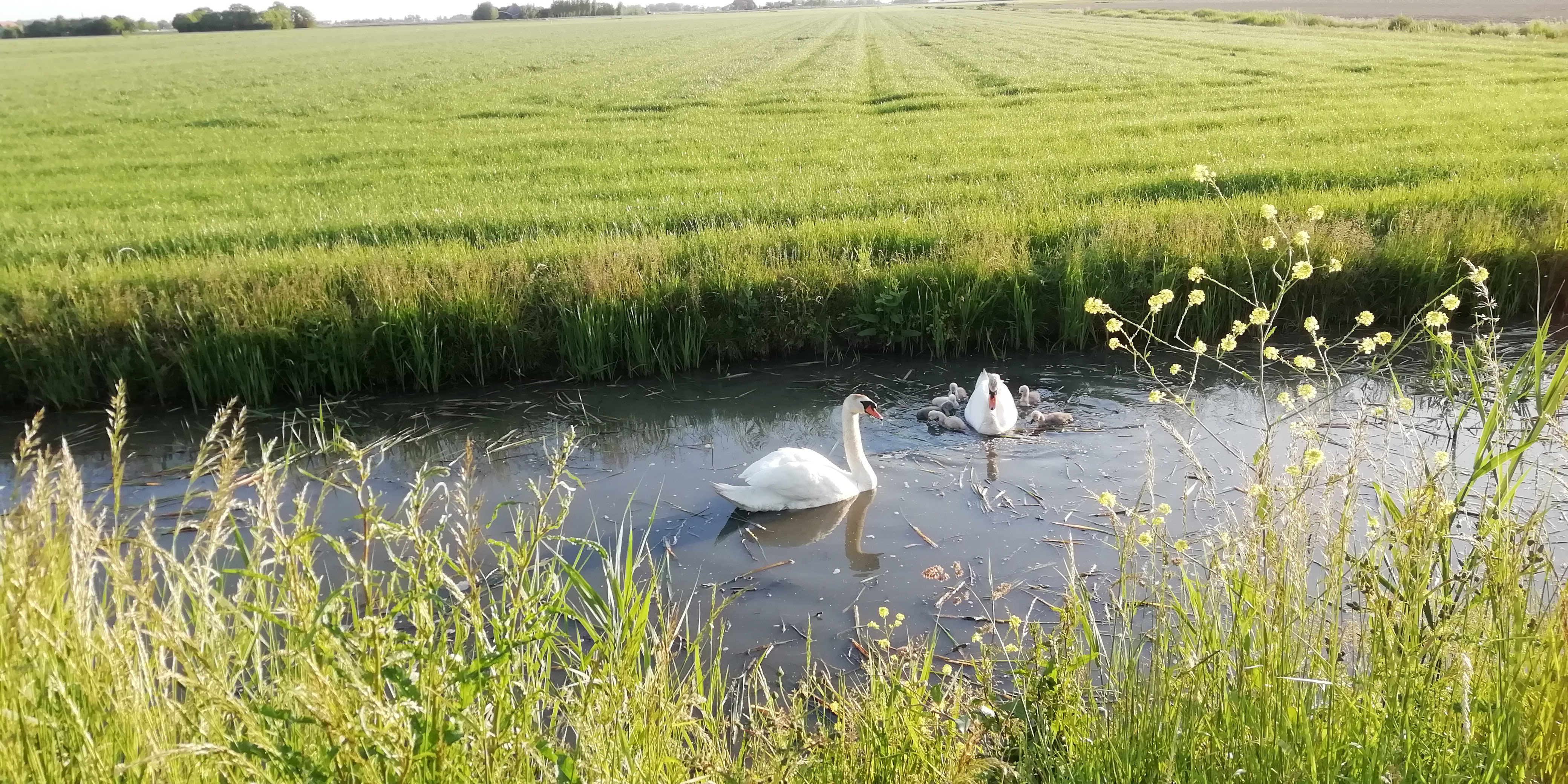 Maison nature à Scharnegoutum