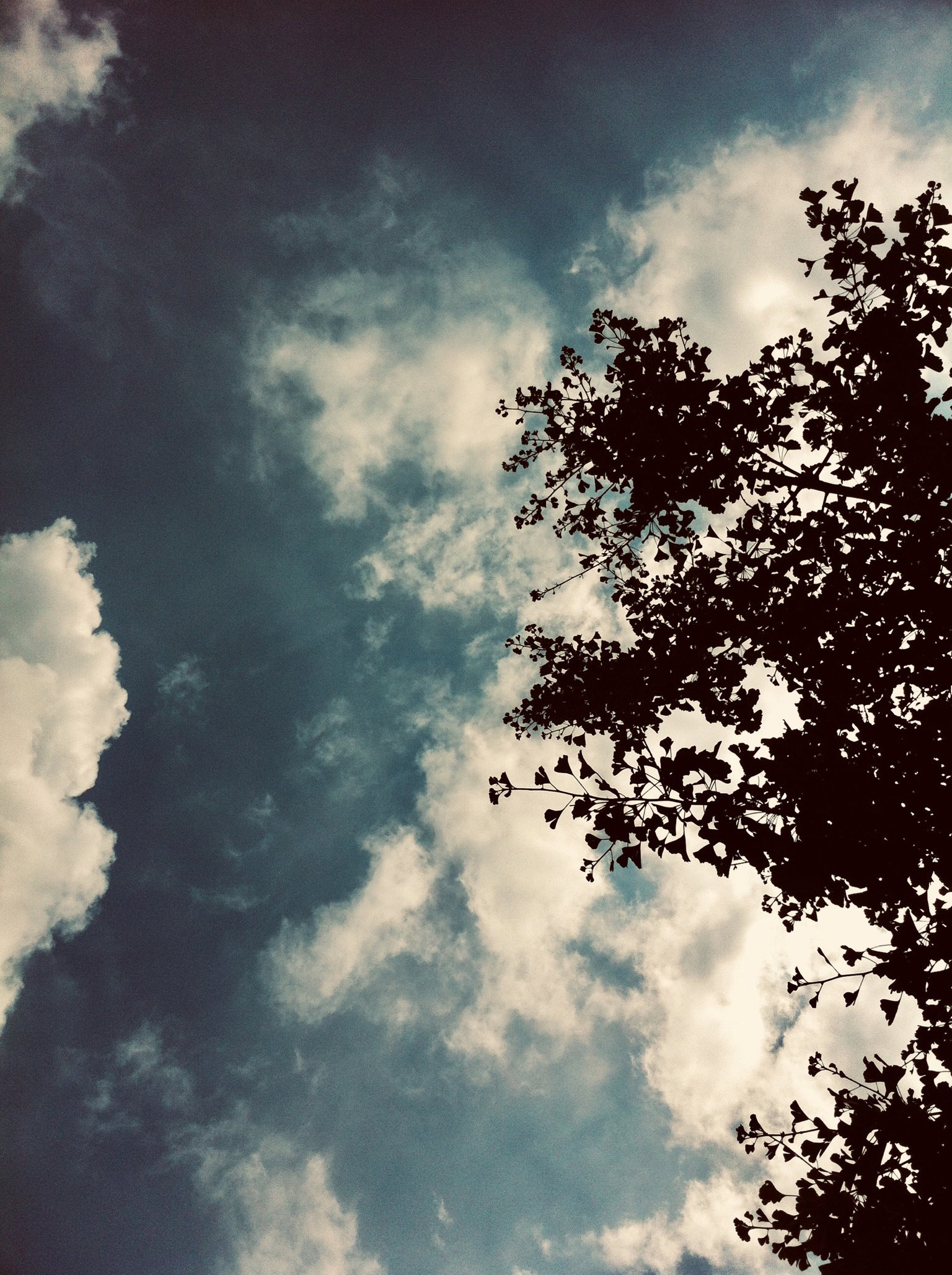- image: 12