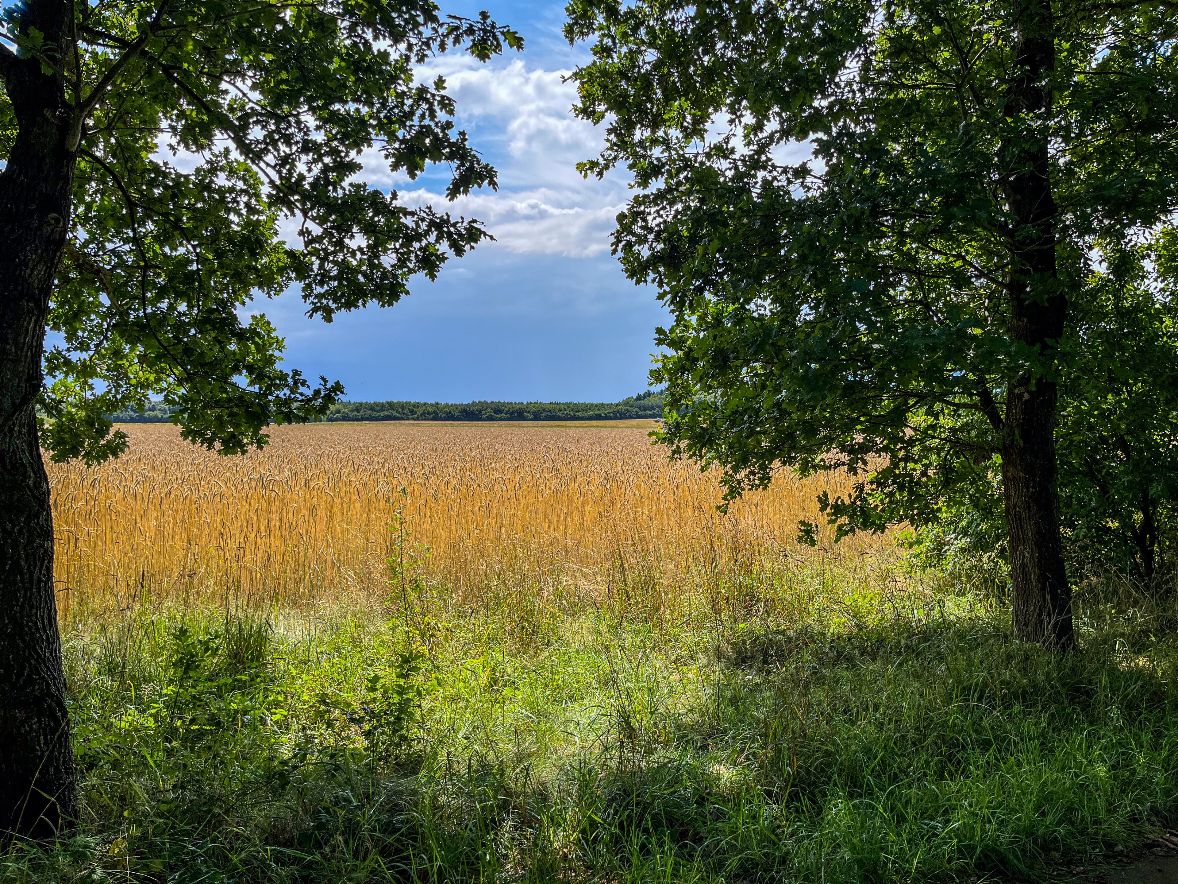 - image: 12