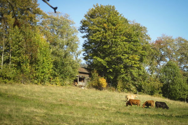 - image: 10