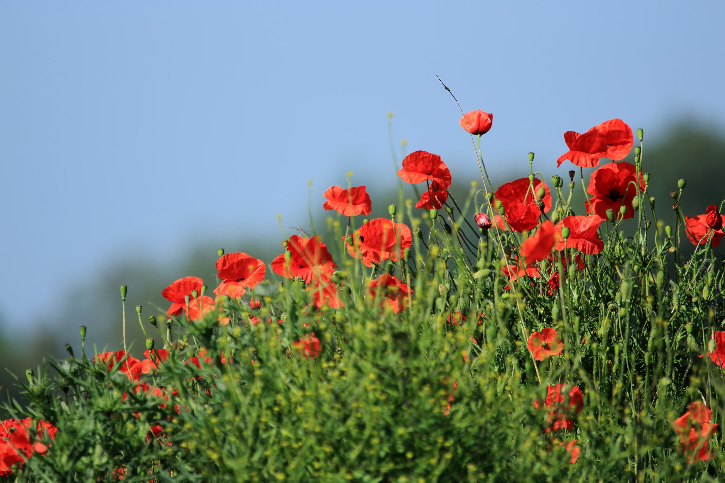 - image: 11