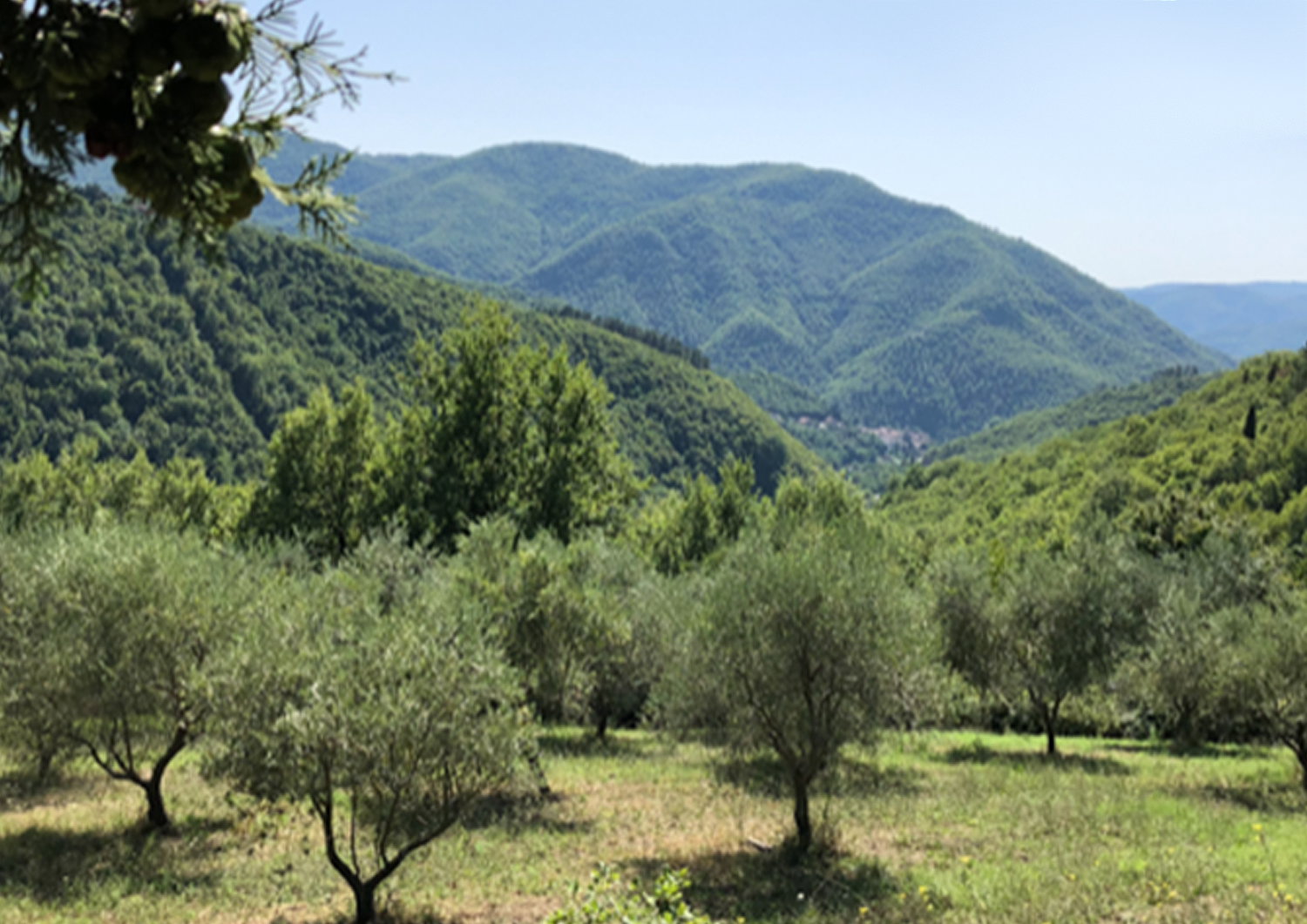 - image: 63