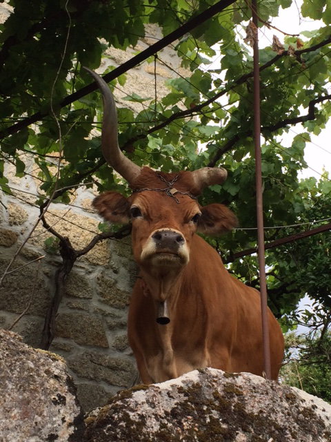 Maison nature à Prado Sao Miquel