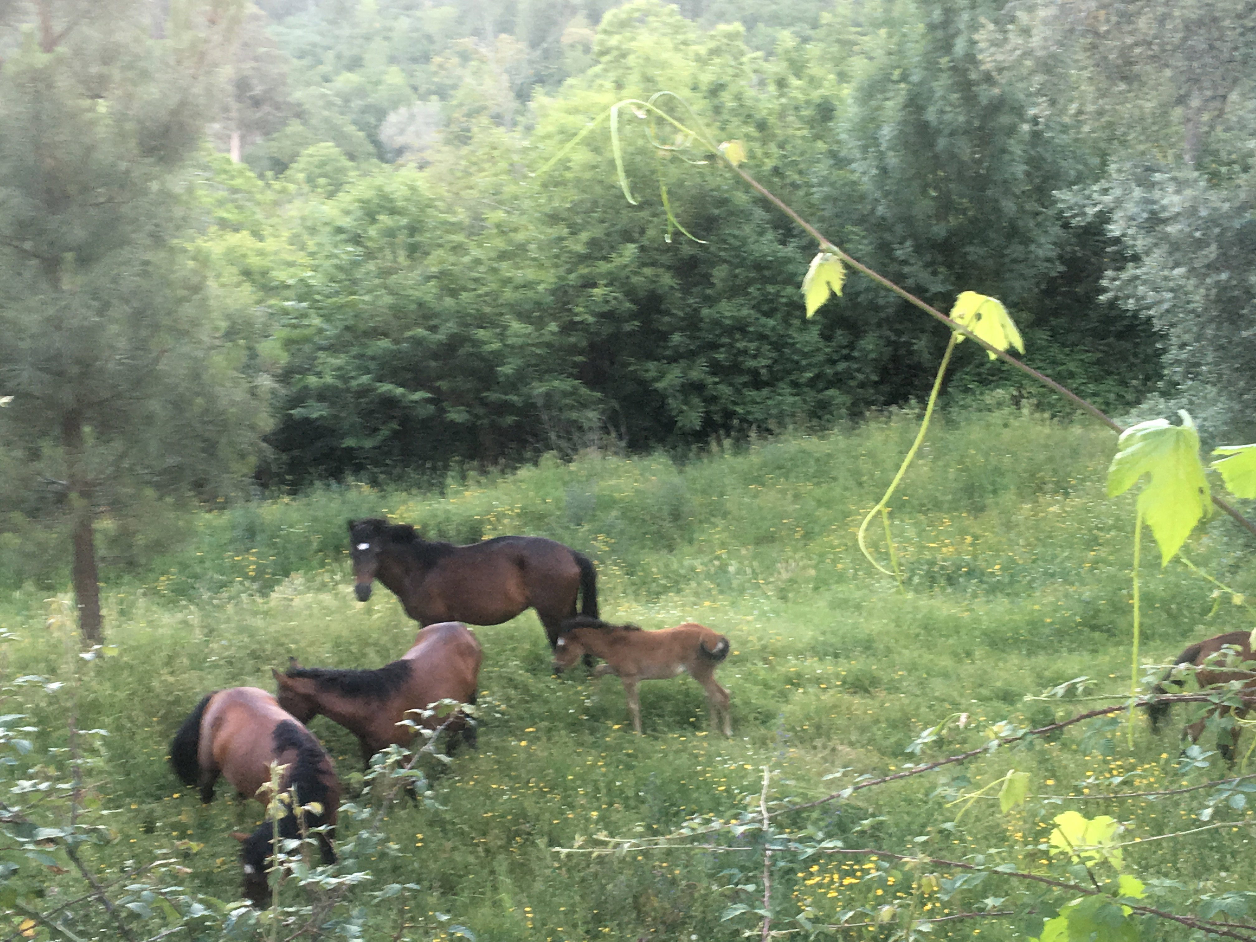 Maison nature à Prado Sao Miquel