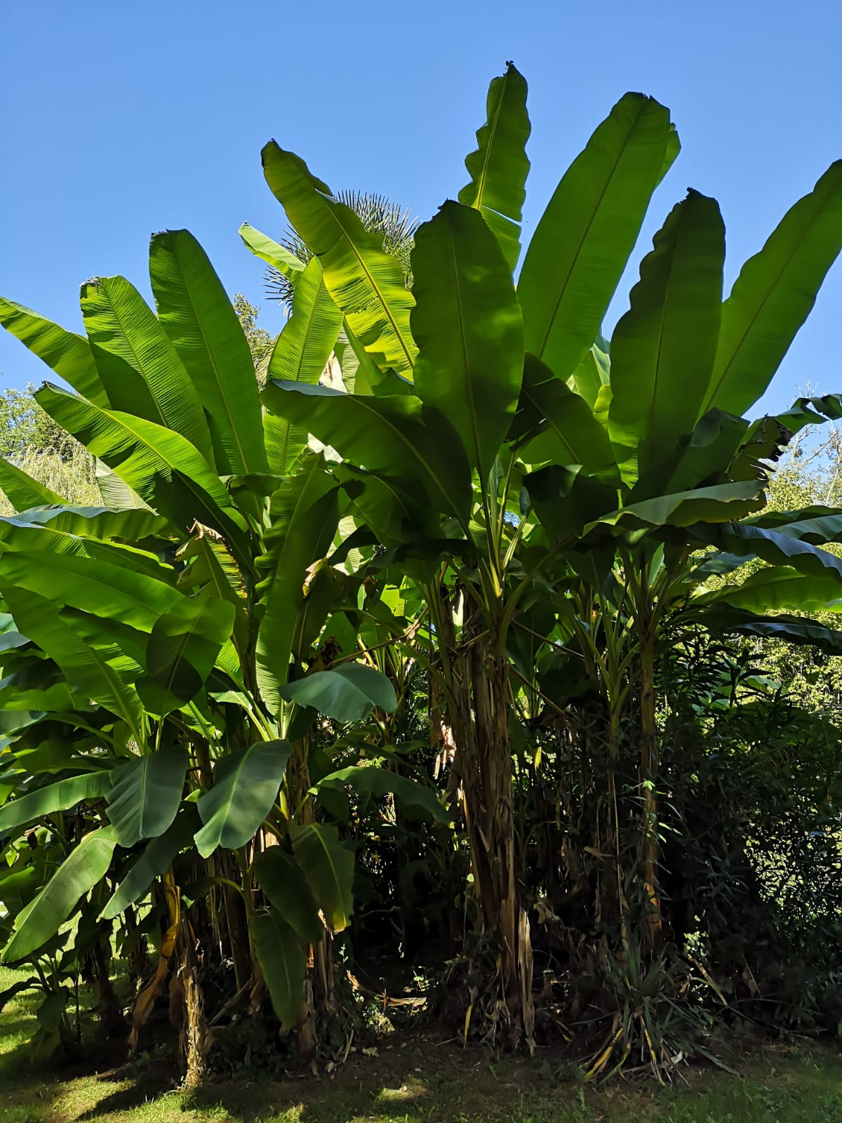 Maison nature à Pouillon