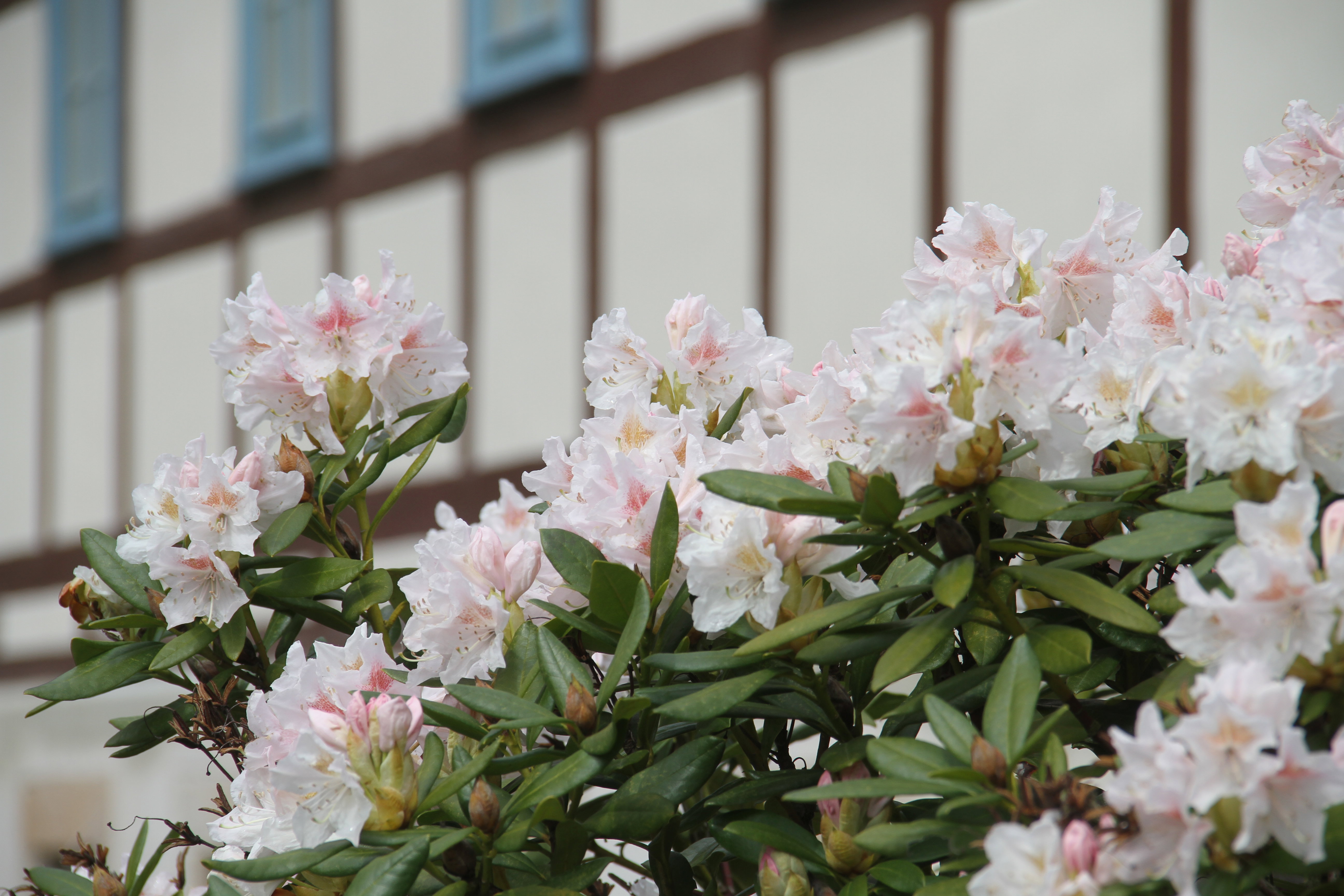 - image: 27
