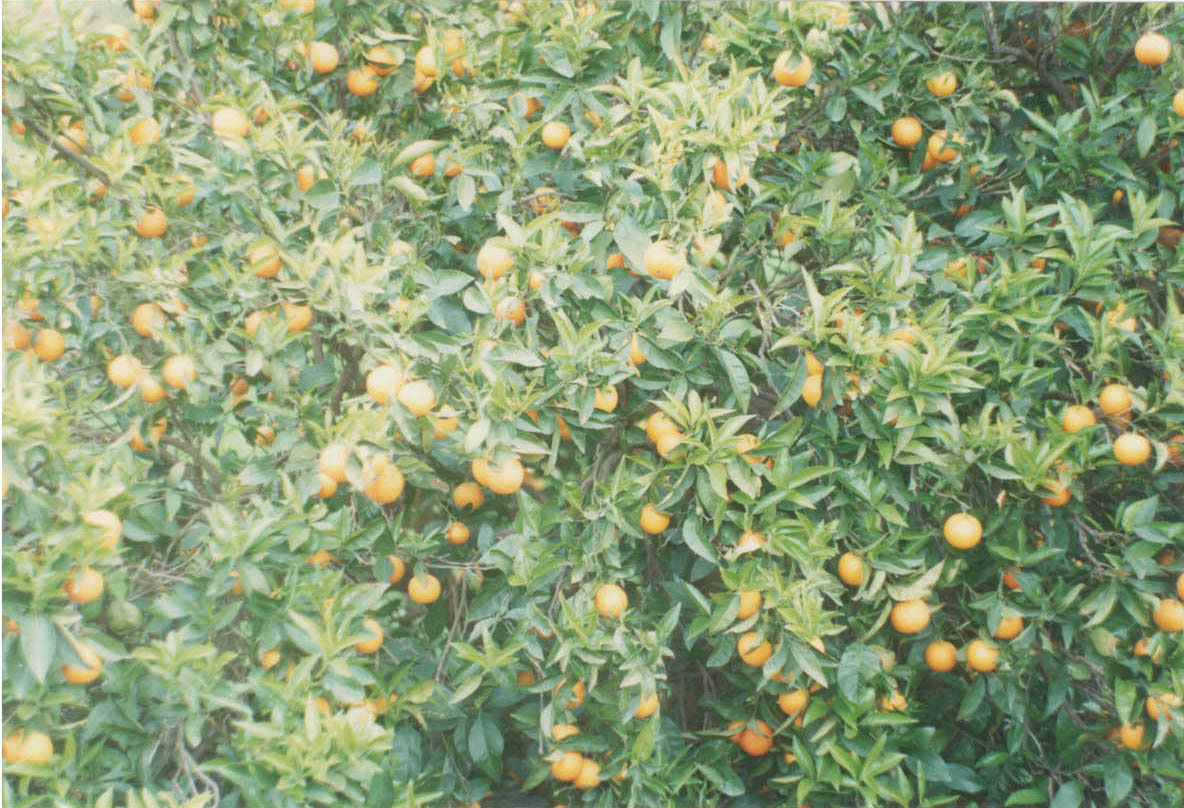 - image: 45