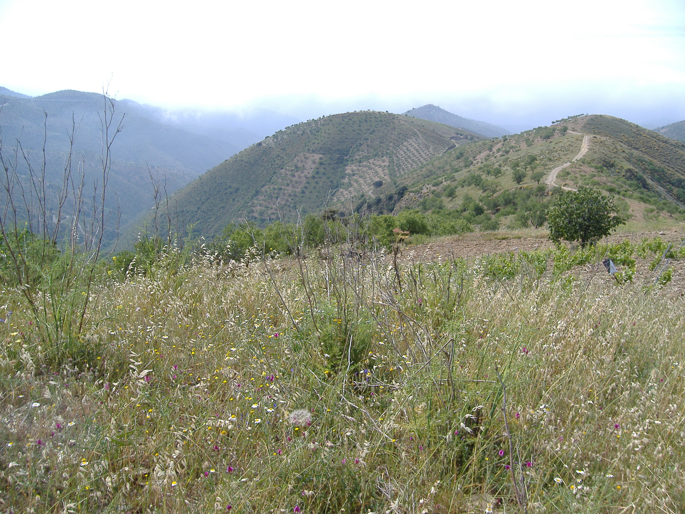 Maison nature à Polopos