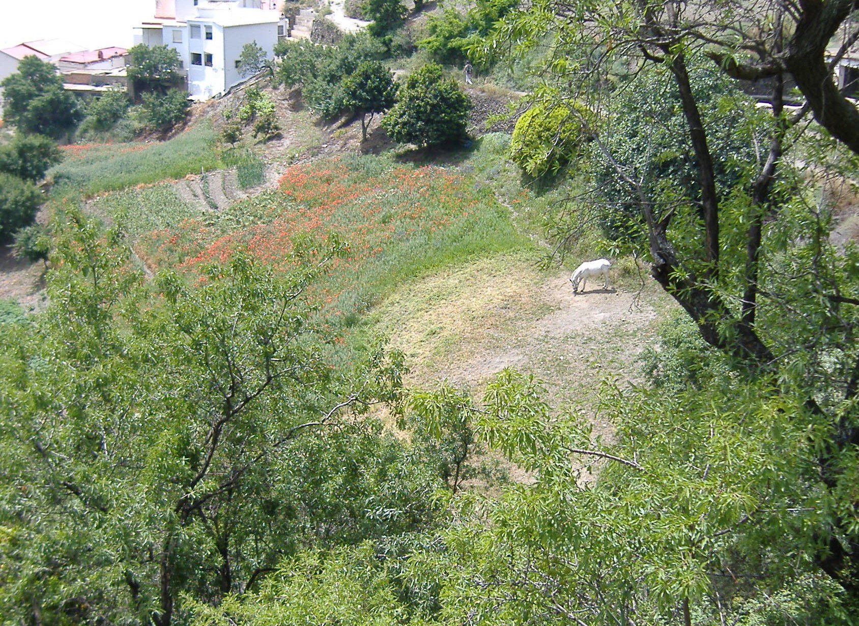 - image: 16