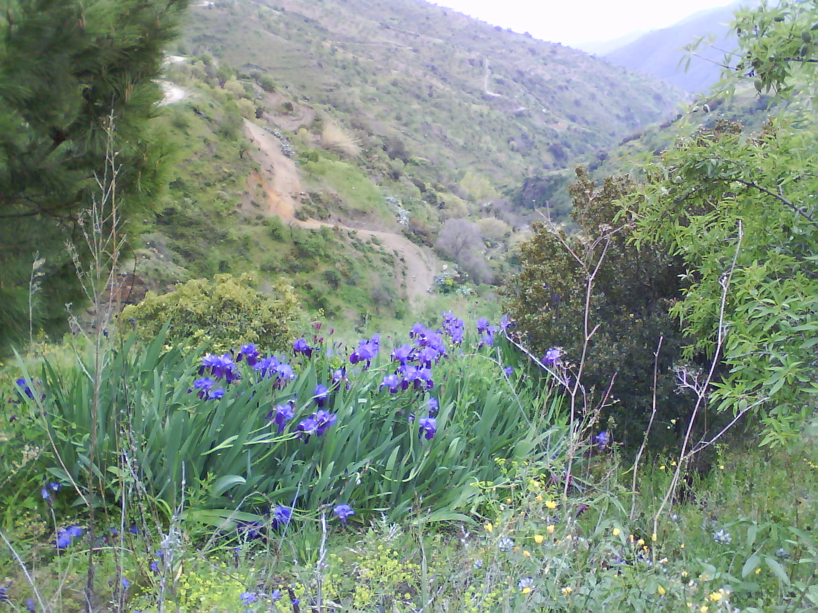 - image: 43