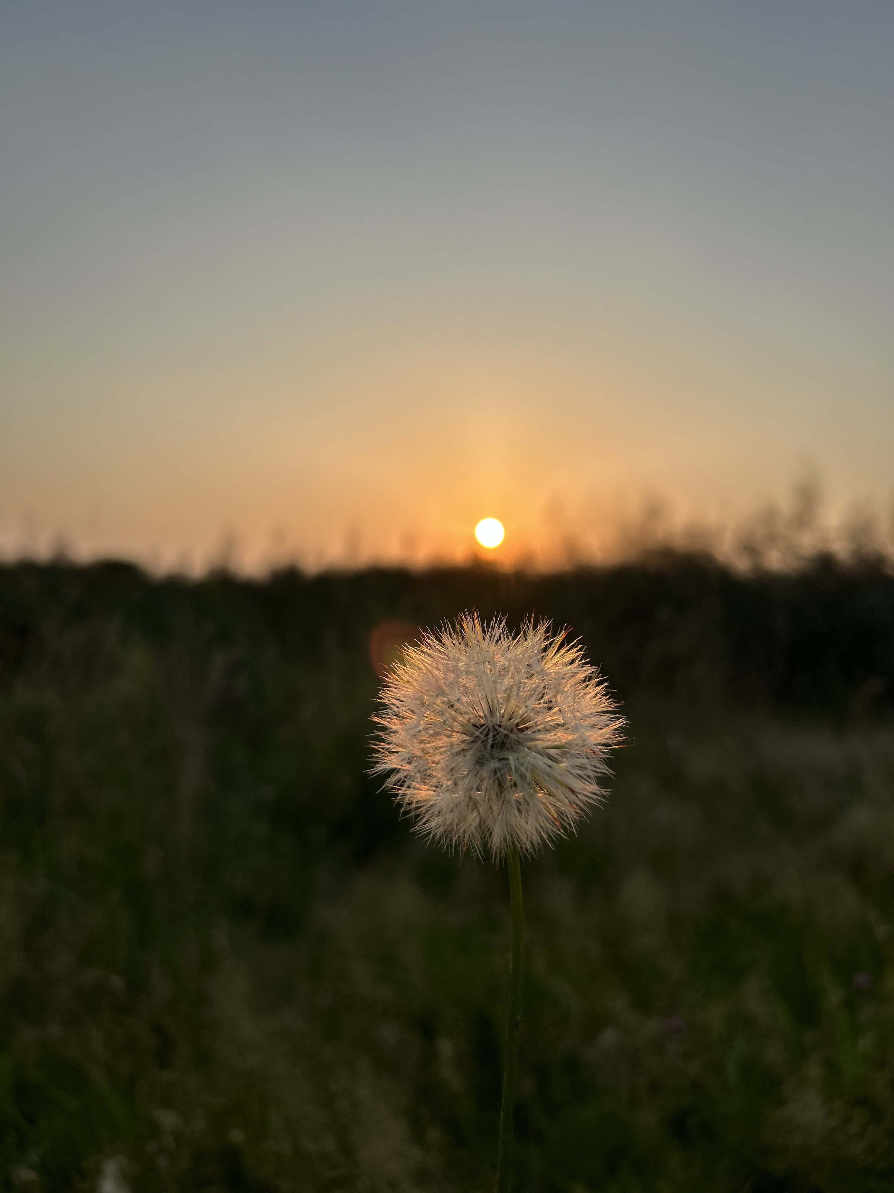 - image: 21