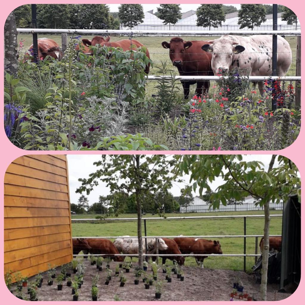 Natuurhuisje in 's-Gravenzande