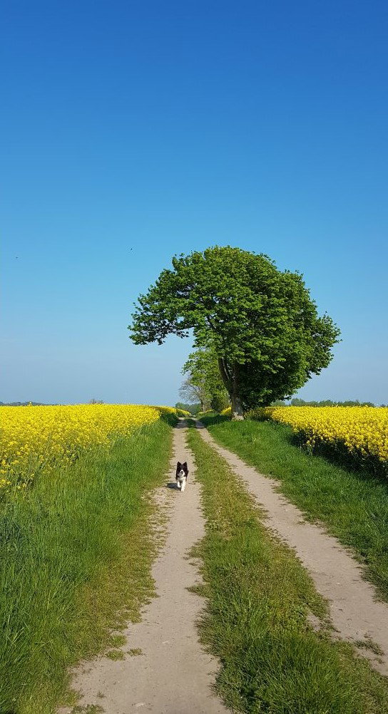Naturhäuschen in Rügen / Datzow
