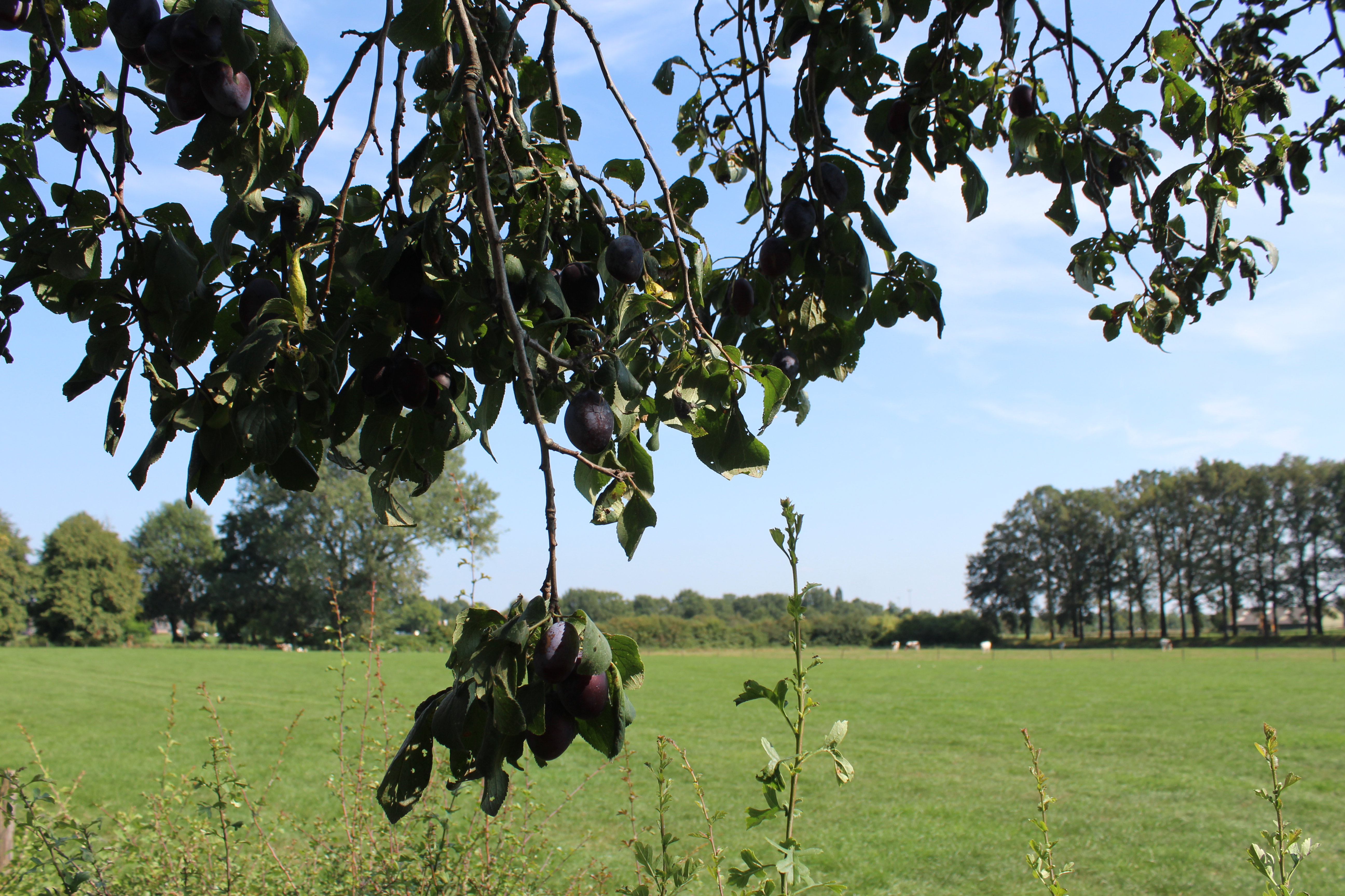 Naturhäuschen in Angerlo