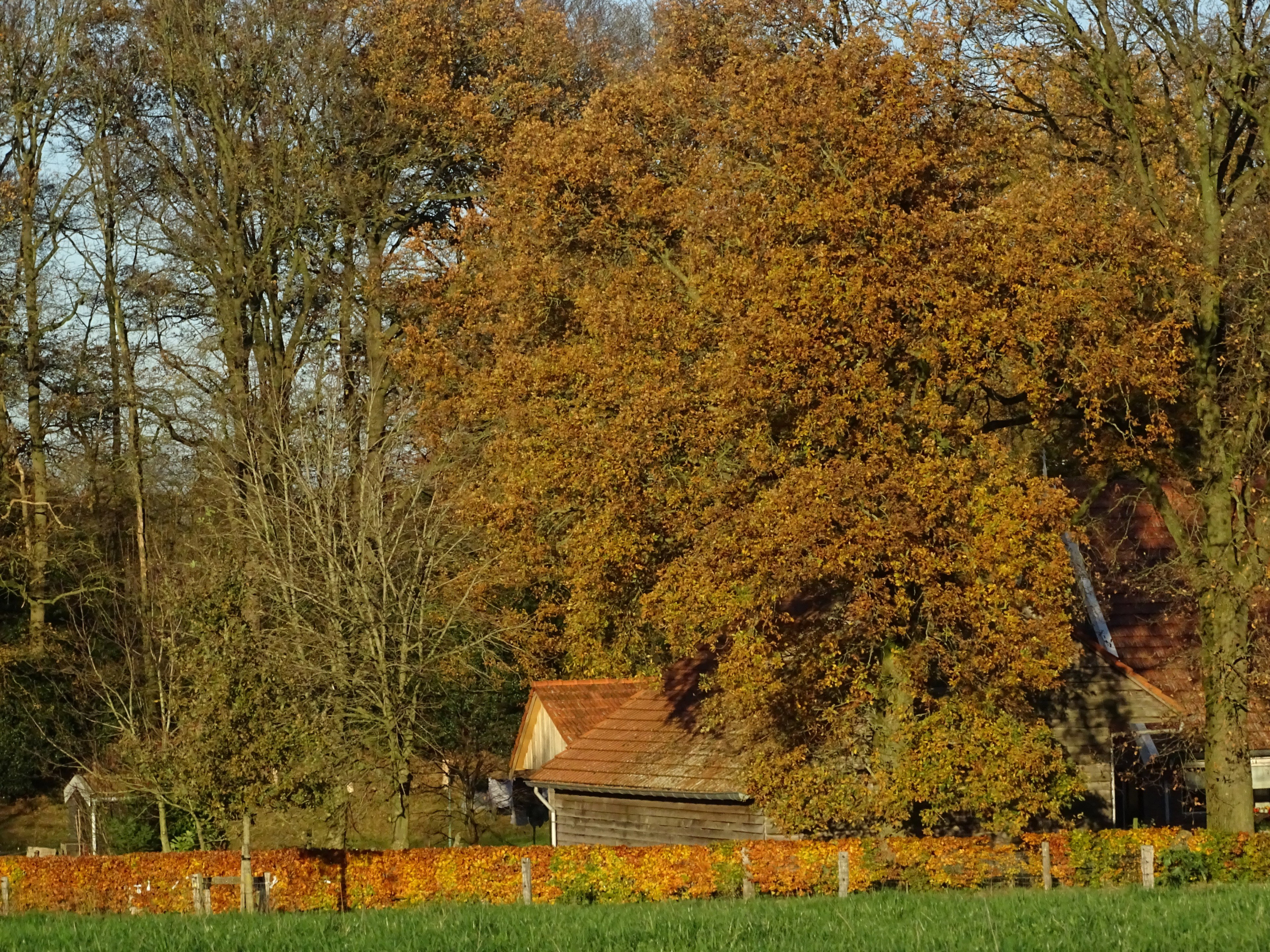 - image: 64