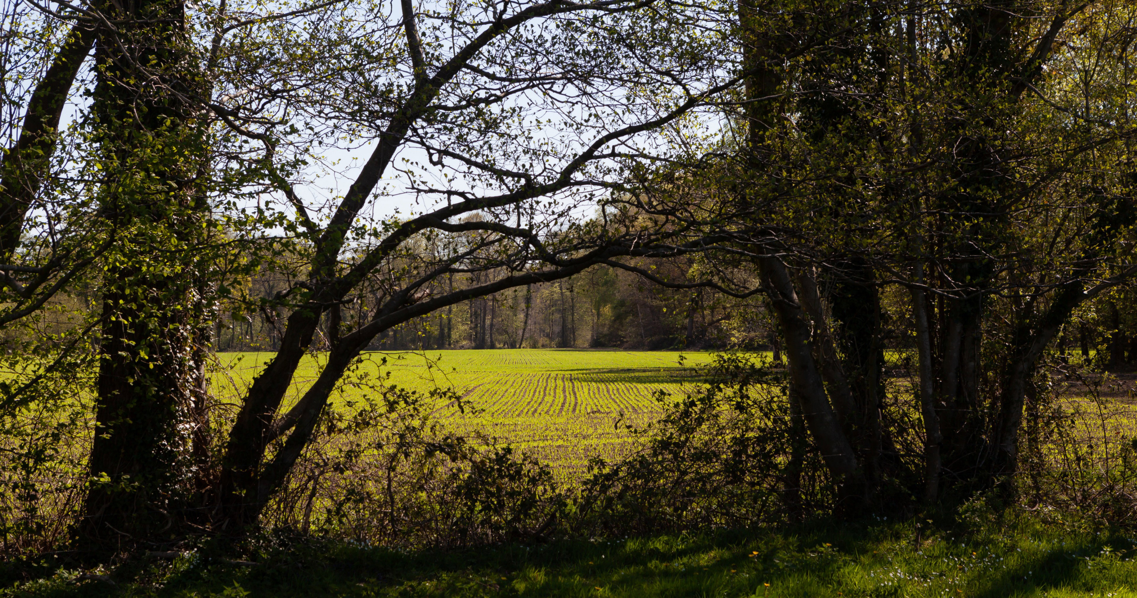 - image: 52