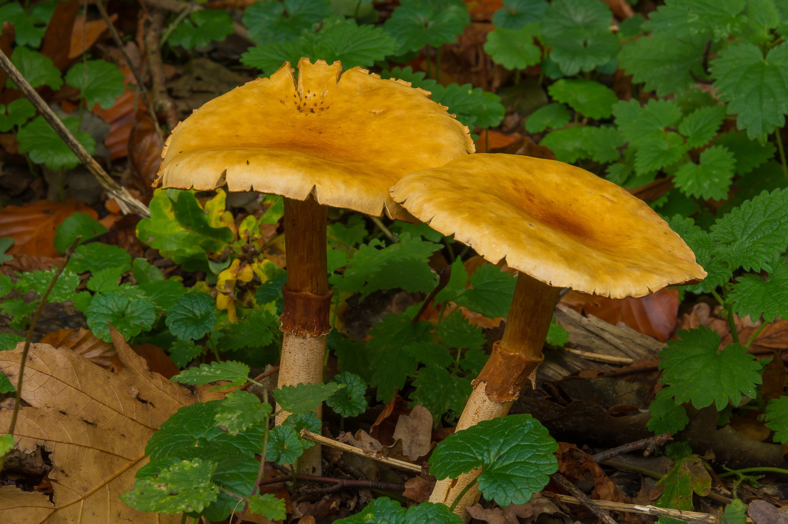 - image: 83