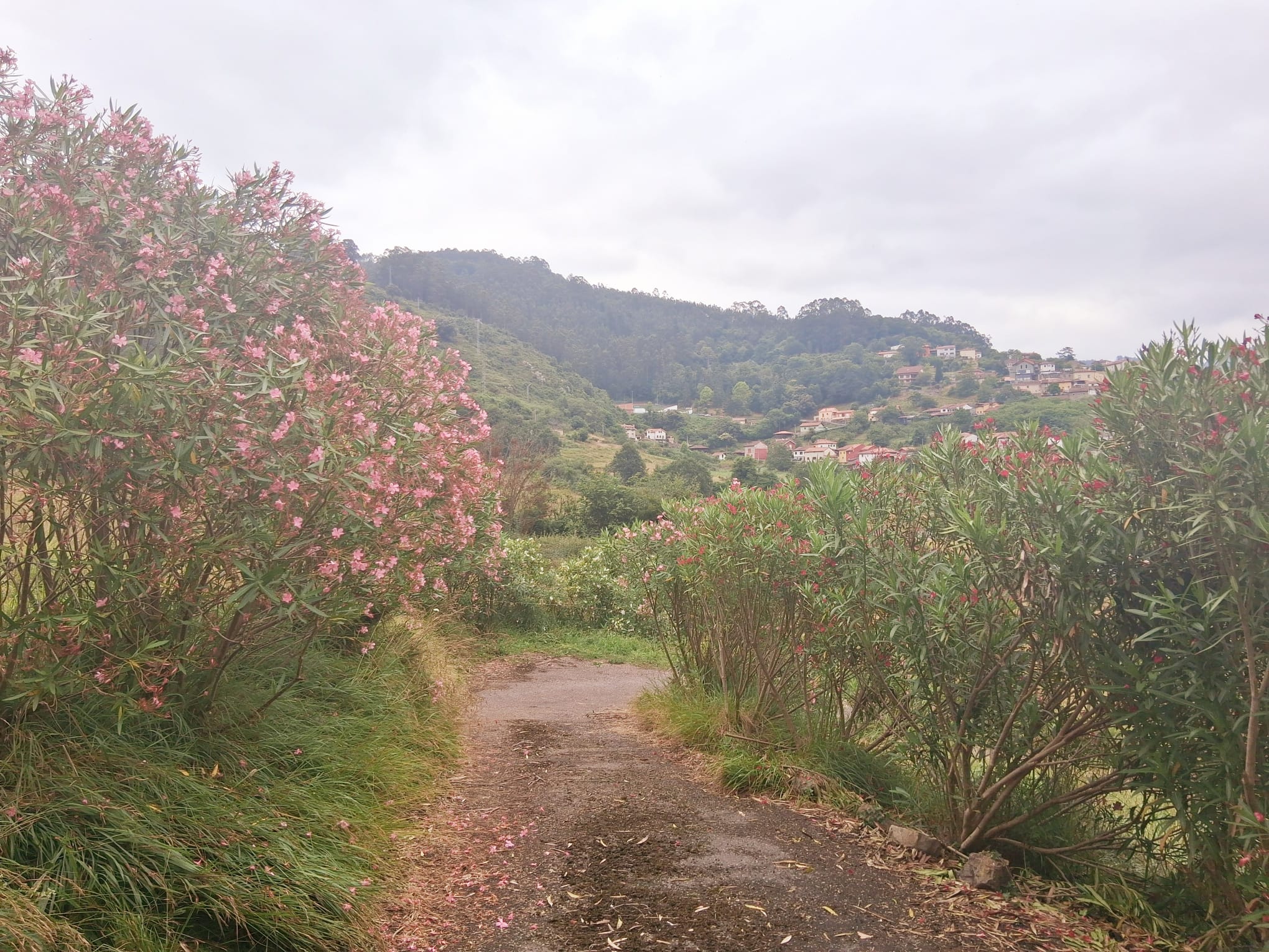 Nature house in San Román de Candamo
