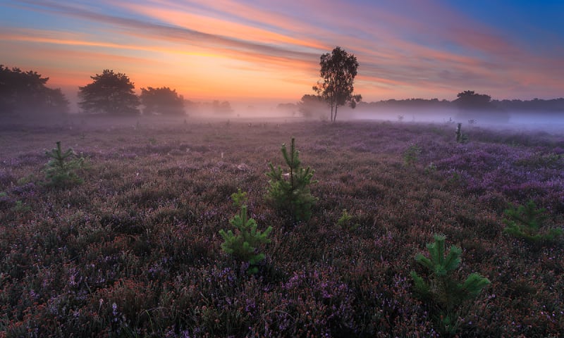 - image: 15