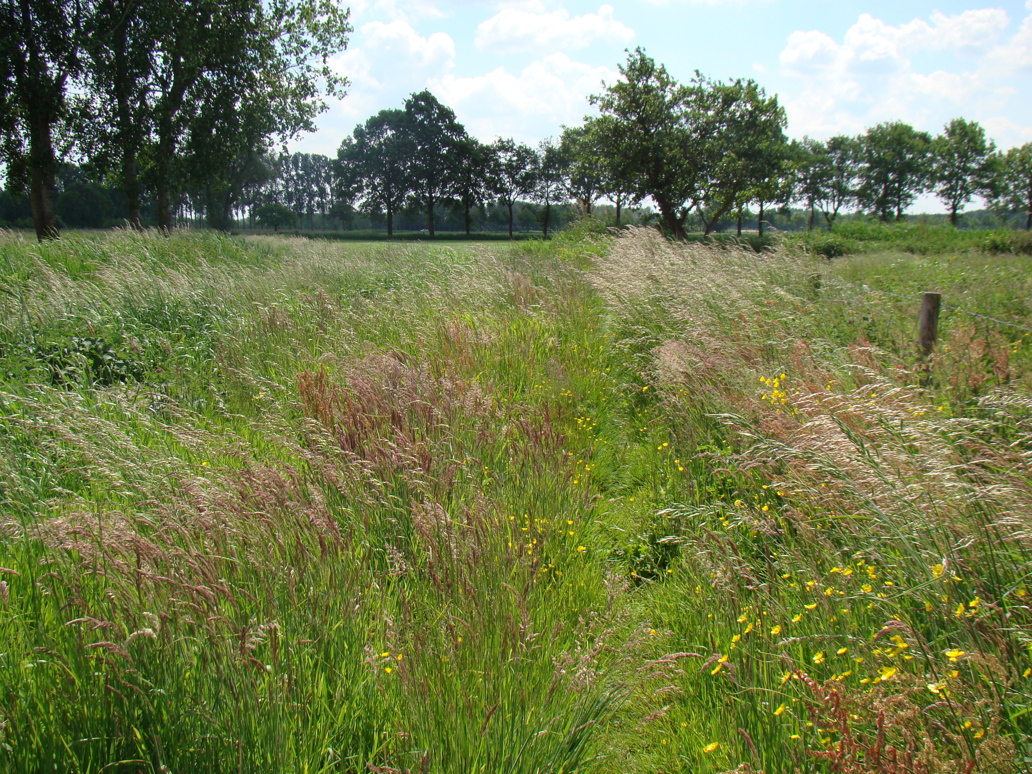 - image: 29