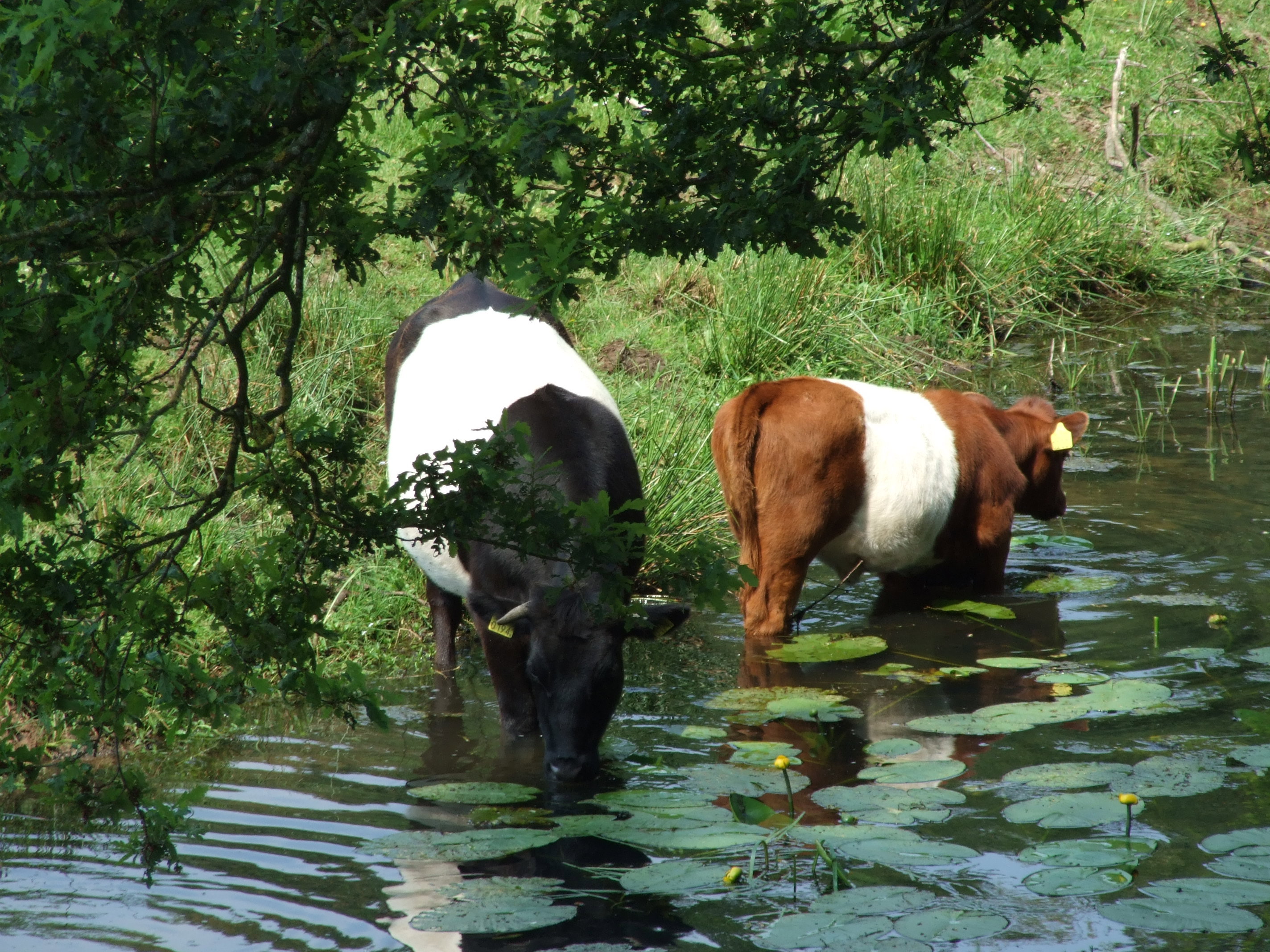 Natuurhuisje in Ommen