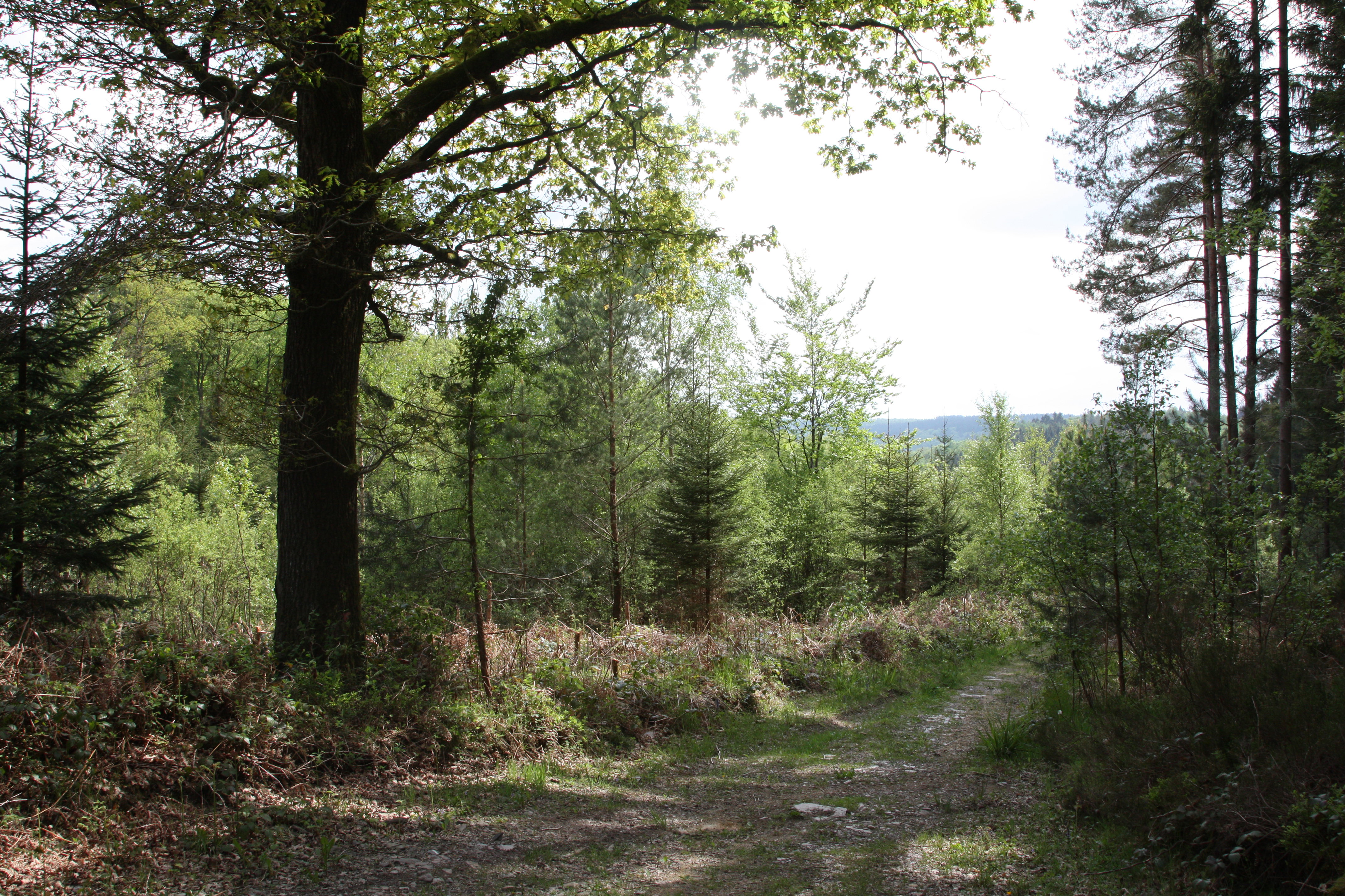 Natuurhuisje in Viroinval