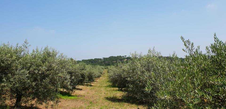 - image: 25