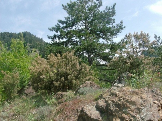 - image: 13