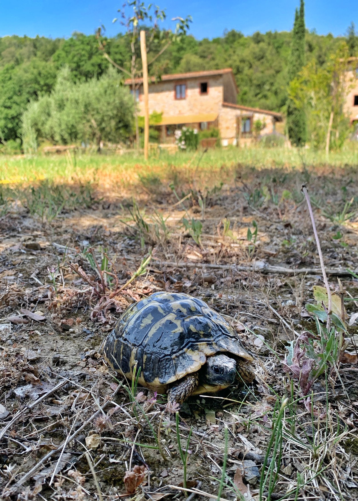 Maison nature à MONTEROTONDO MARITTIMO