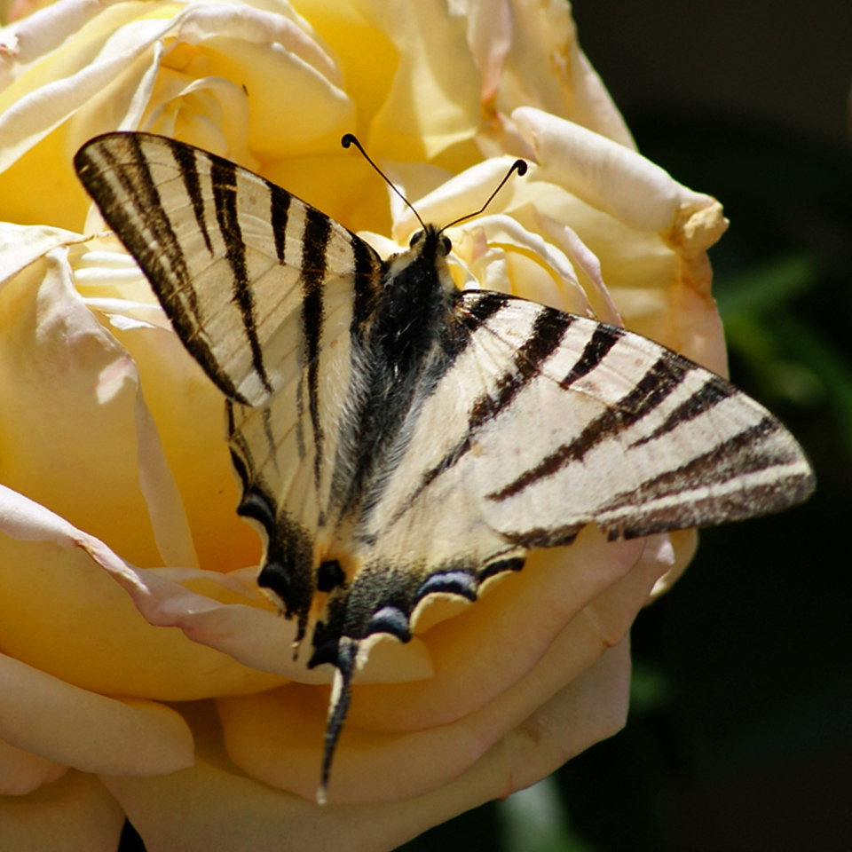 - image: 15