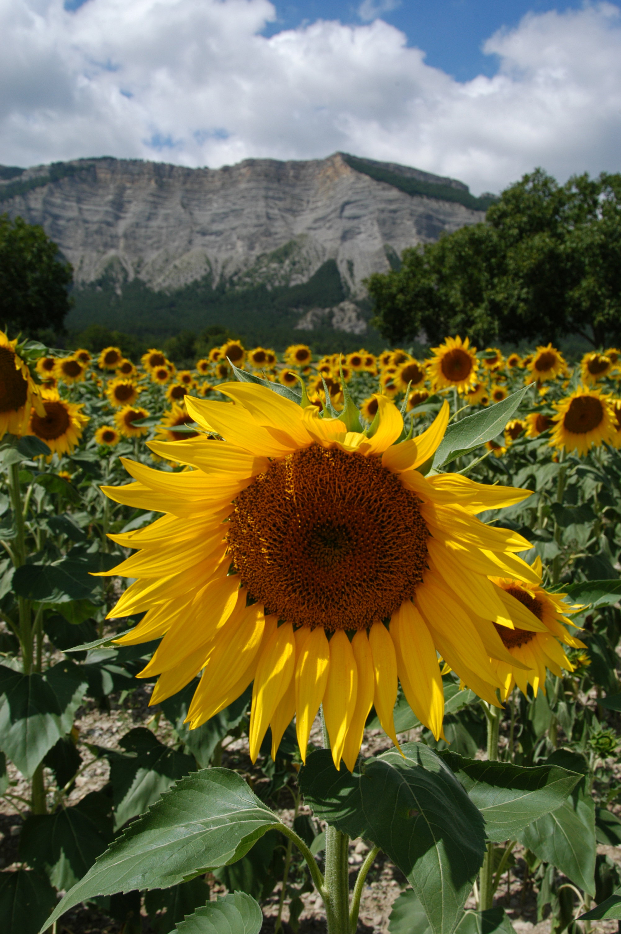 - image: 15