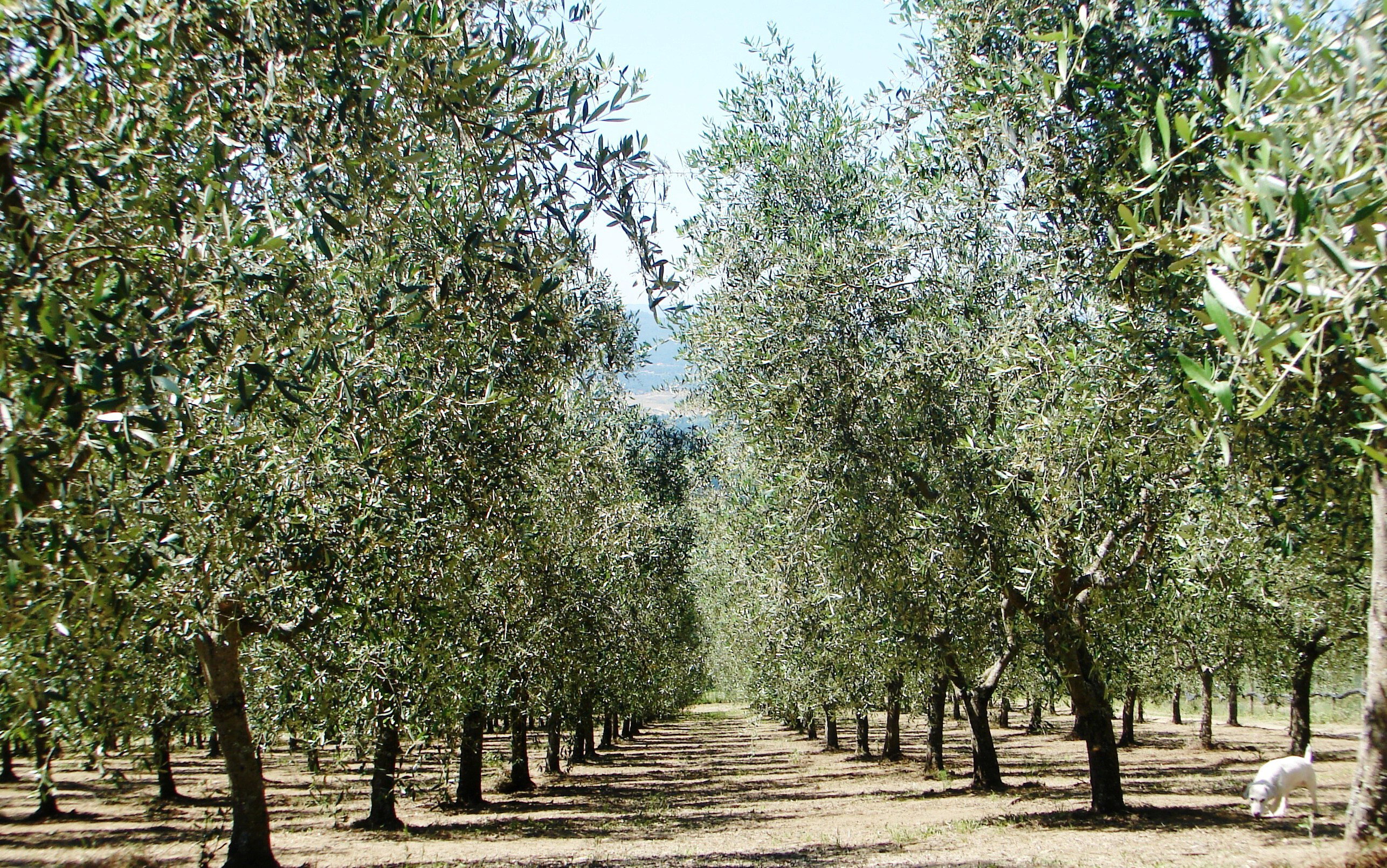 Natuurhuisje in Loro Ciuffenna